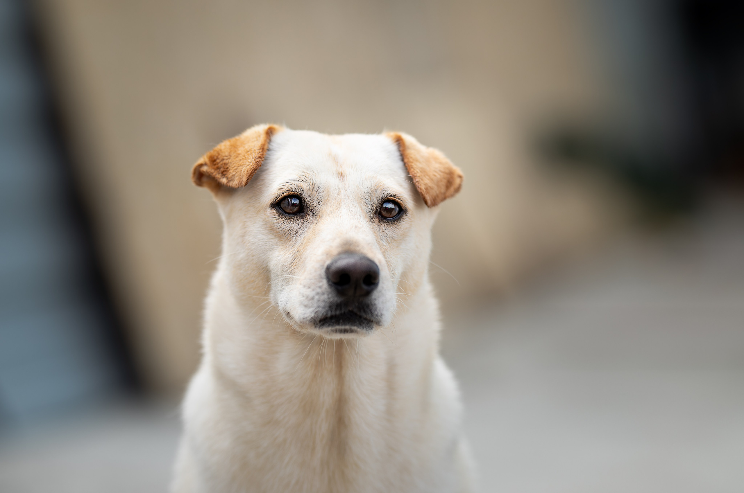 Мини-приют «Возрождение». Ирина Голомб|Фотограф-анималист в  Сочи и Калининграде