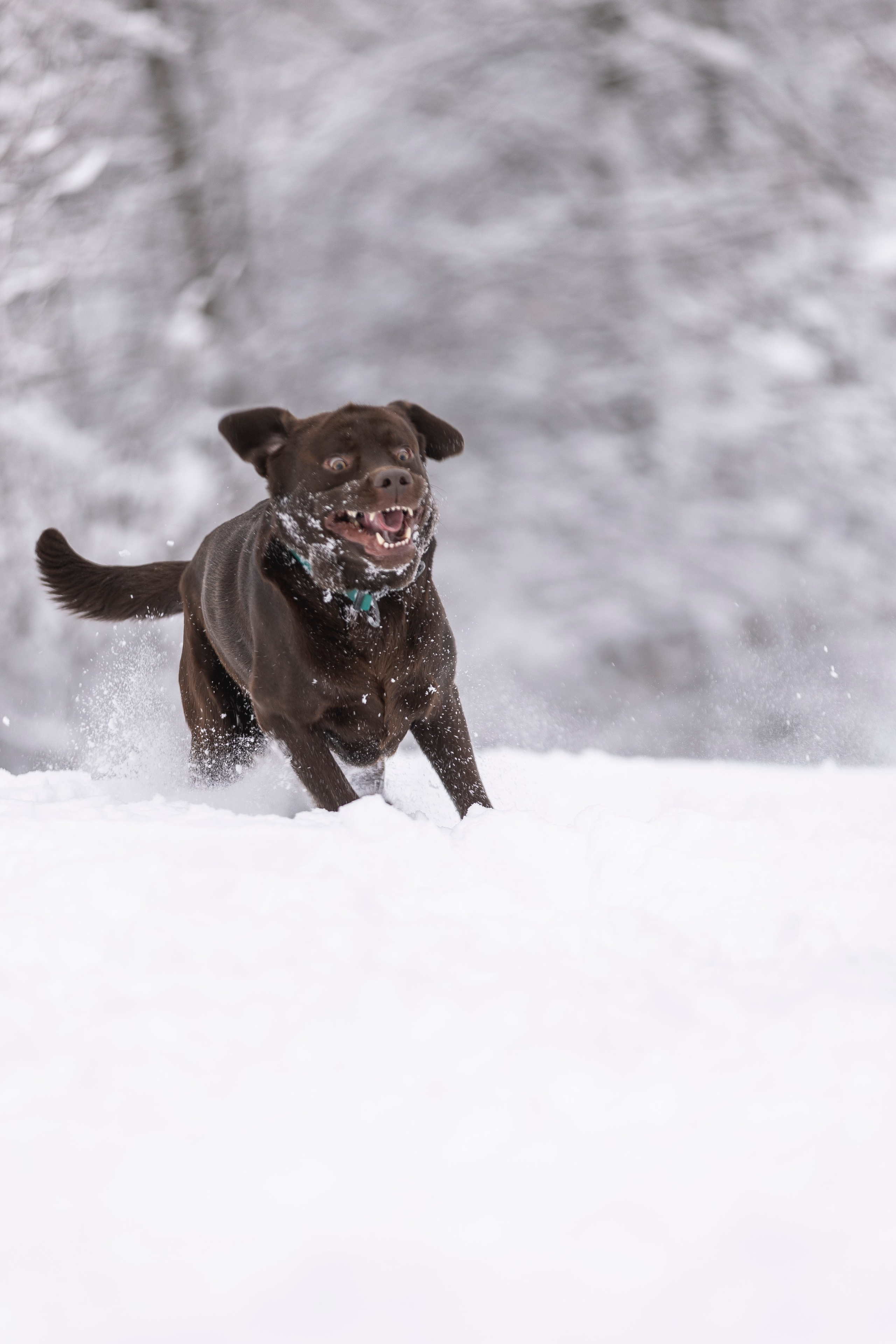 Догтуса Тропа Ефремова. Ирина Голомб|Фотограф-анималист в  Сочи и Калининграде