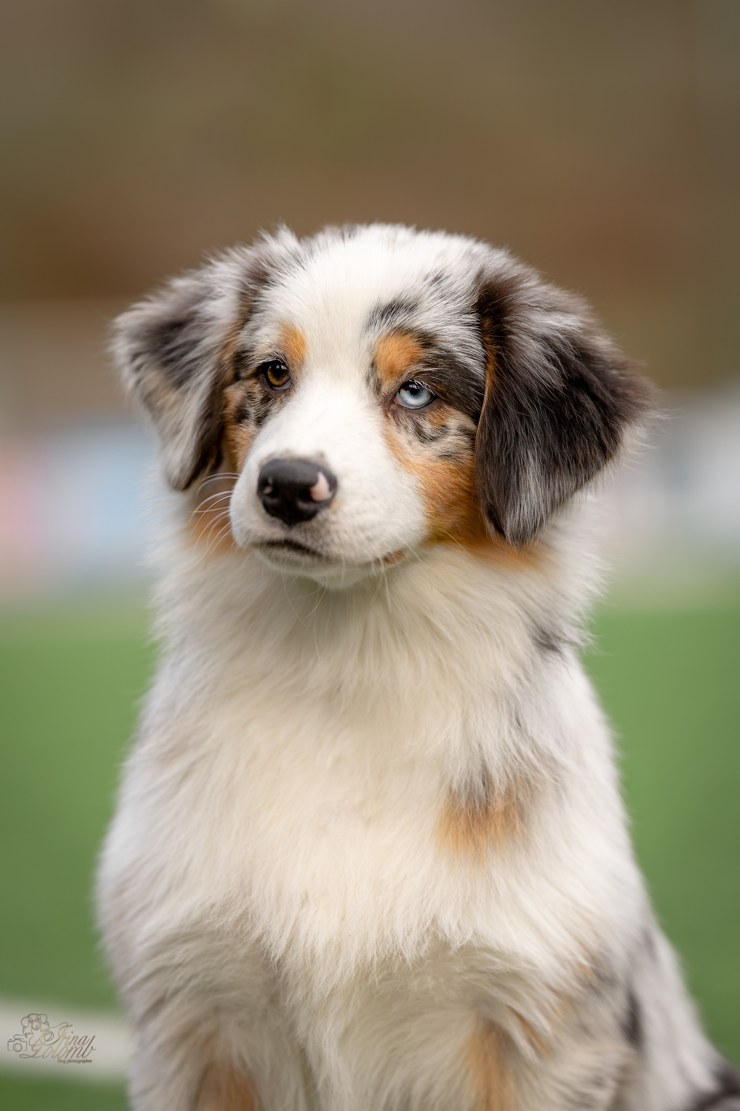 Выставка 17.12.23. Ирина Голомб|Фотограф-анималист в  Сочи и Калининграде