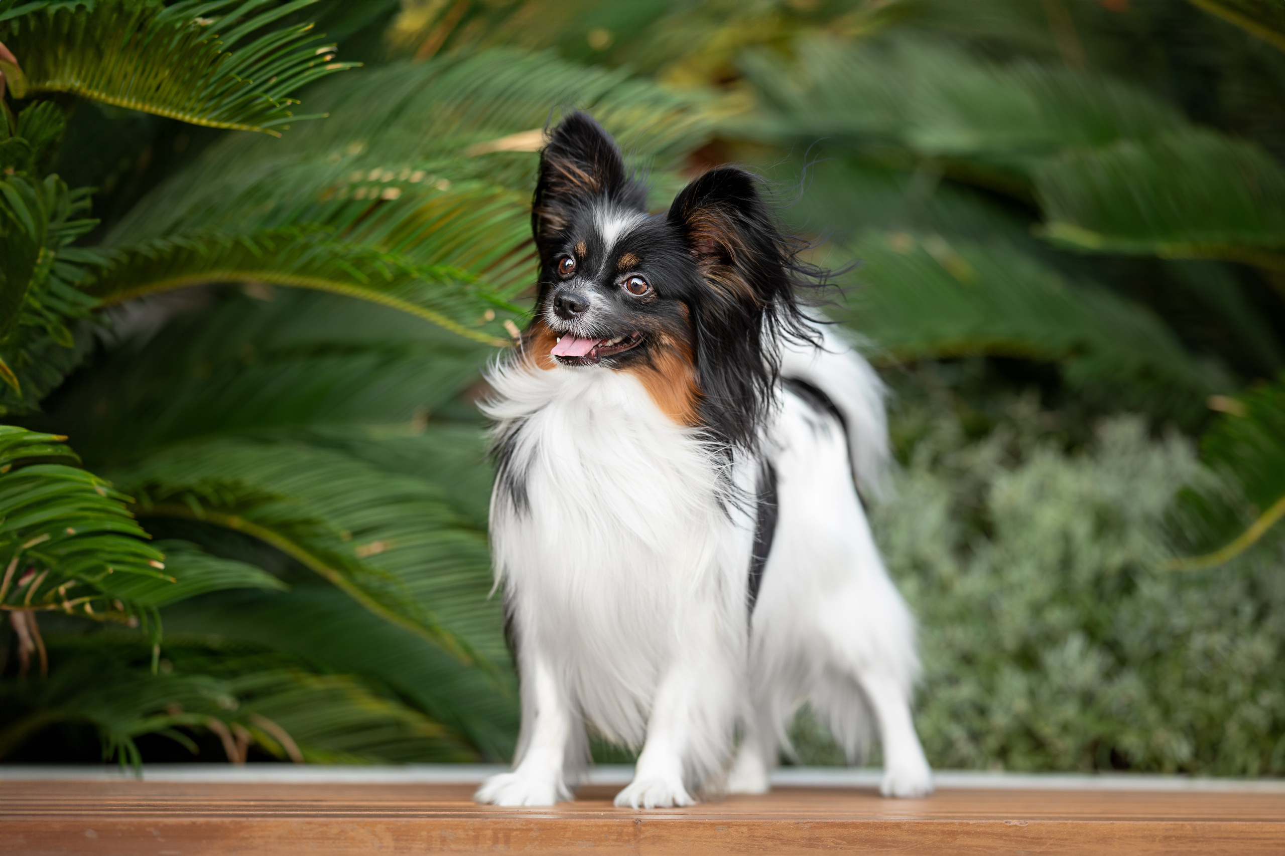 Бэйли, Папийон. Ирина Голомб|Фотограф-анималист в  Сочи и Калининграде