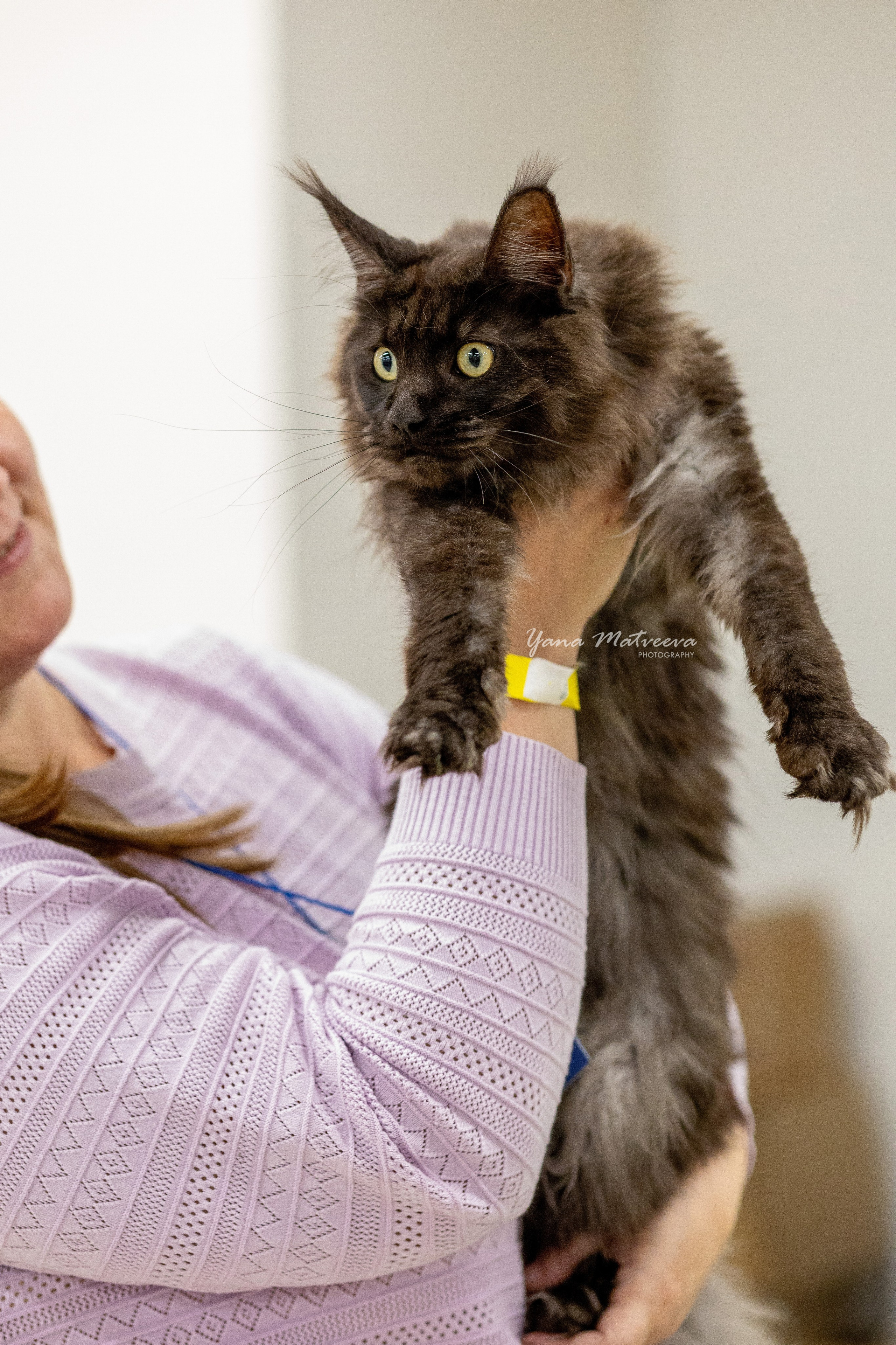 Кошки. Фотограф Яна Матвеева в Ижевске