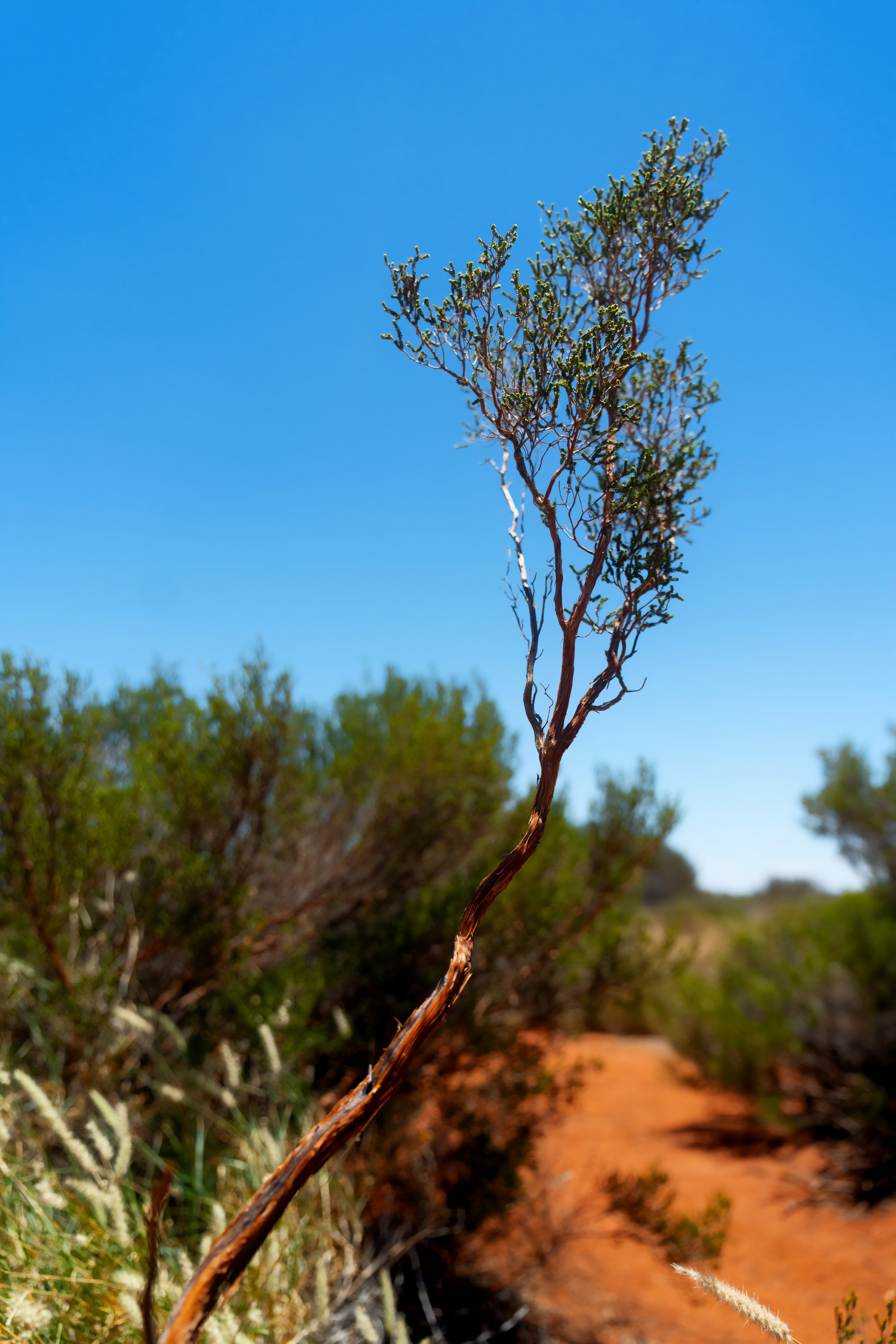 Австралия. Фотограф в Хабаровске. Фотография за 24 часа