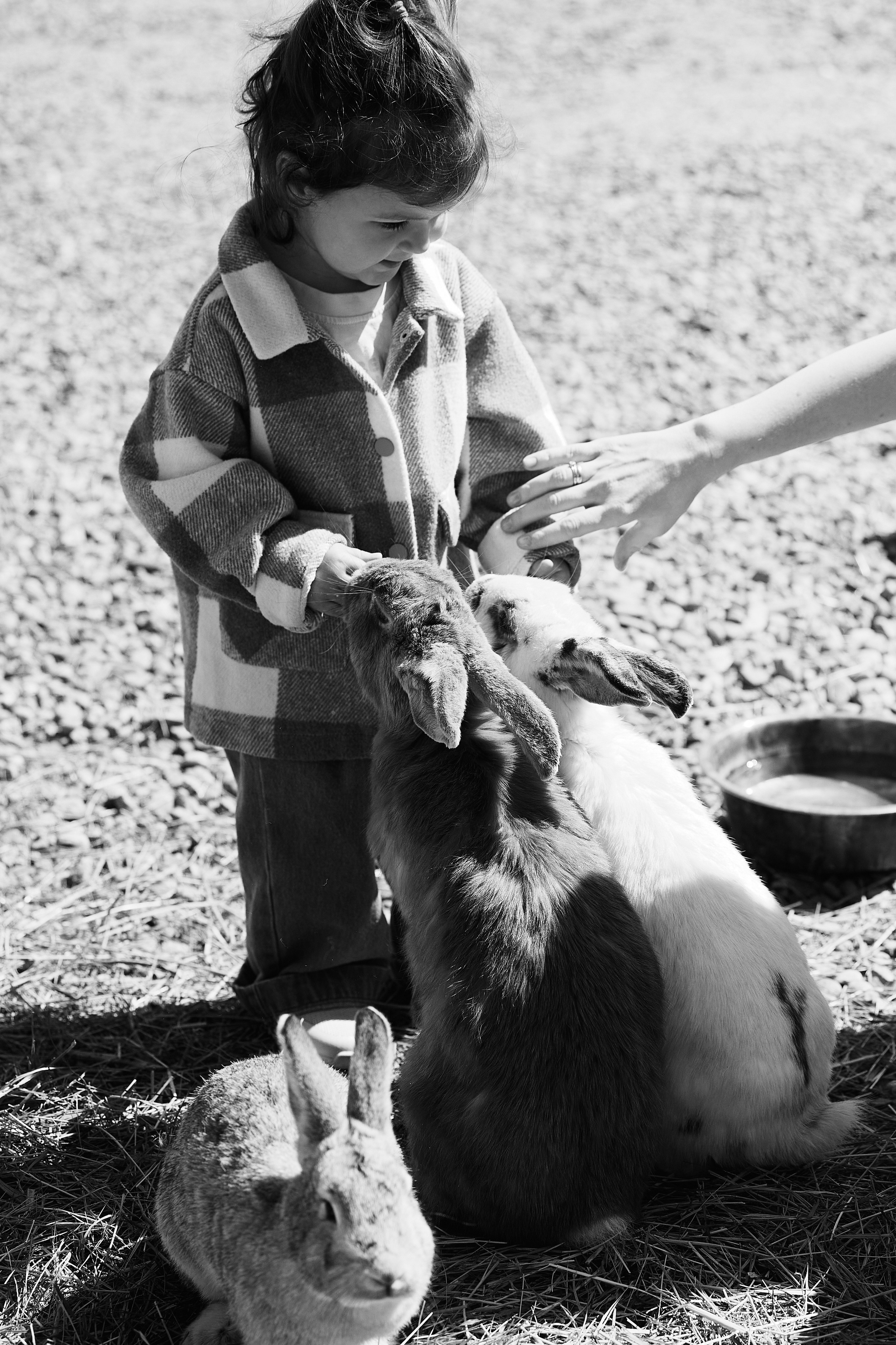 PRIVATE Weekend на Ферме Альпак 19.04. Свадебный репортажный фотограф краснодар максим дремов дрёмов фотосессия студия цена