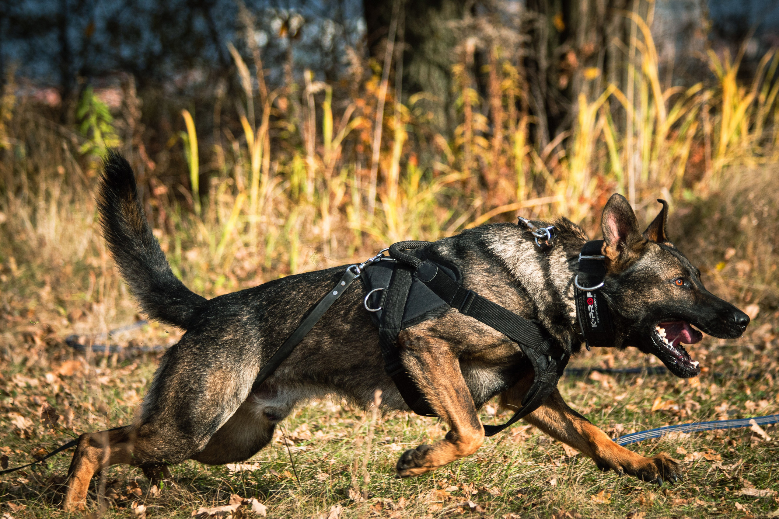 Тренинг защитного раздела. Фотограф анималист — Тула, Москва