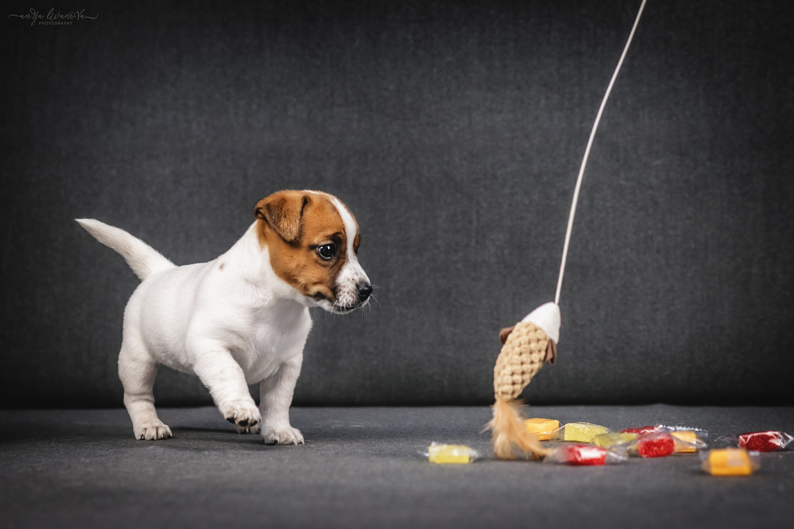 Джеки. Фотограф анималист Аня Ливанова | Рыбинск