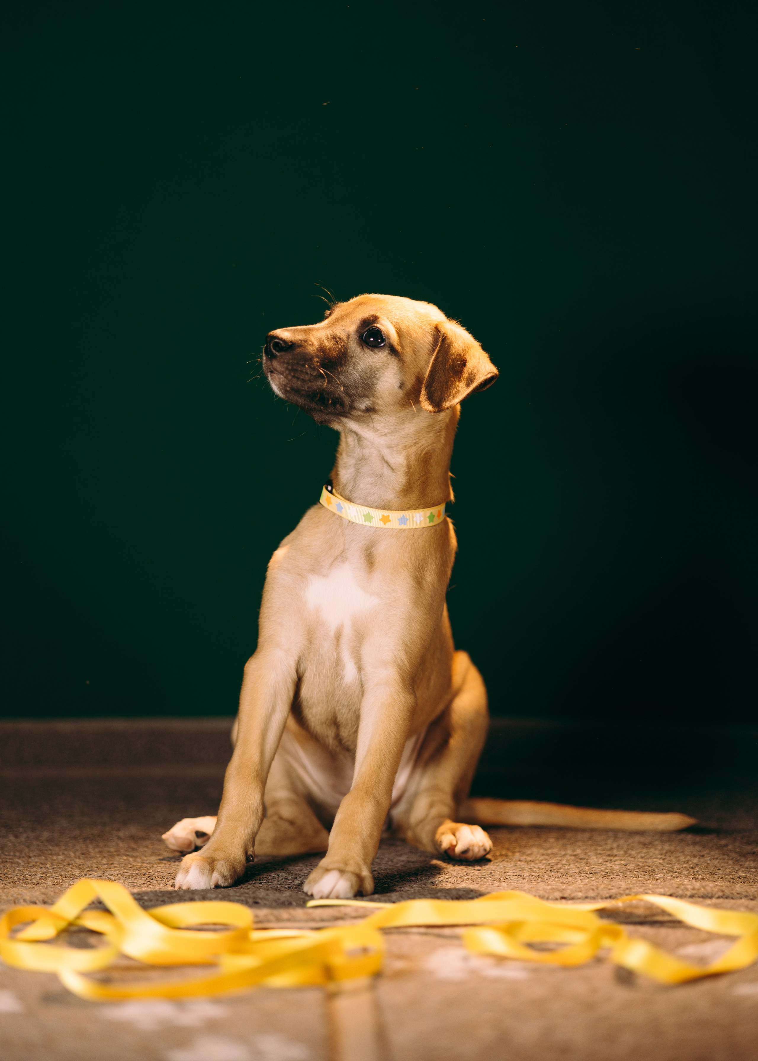 Щенки SL. Анна Самохина. Фотограф. Москва