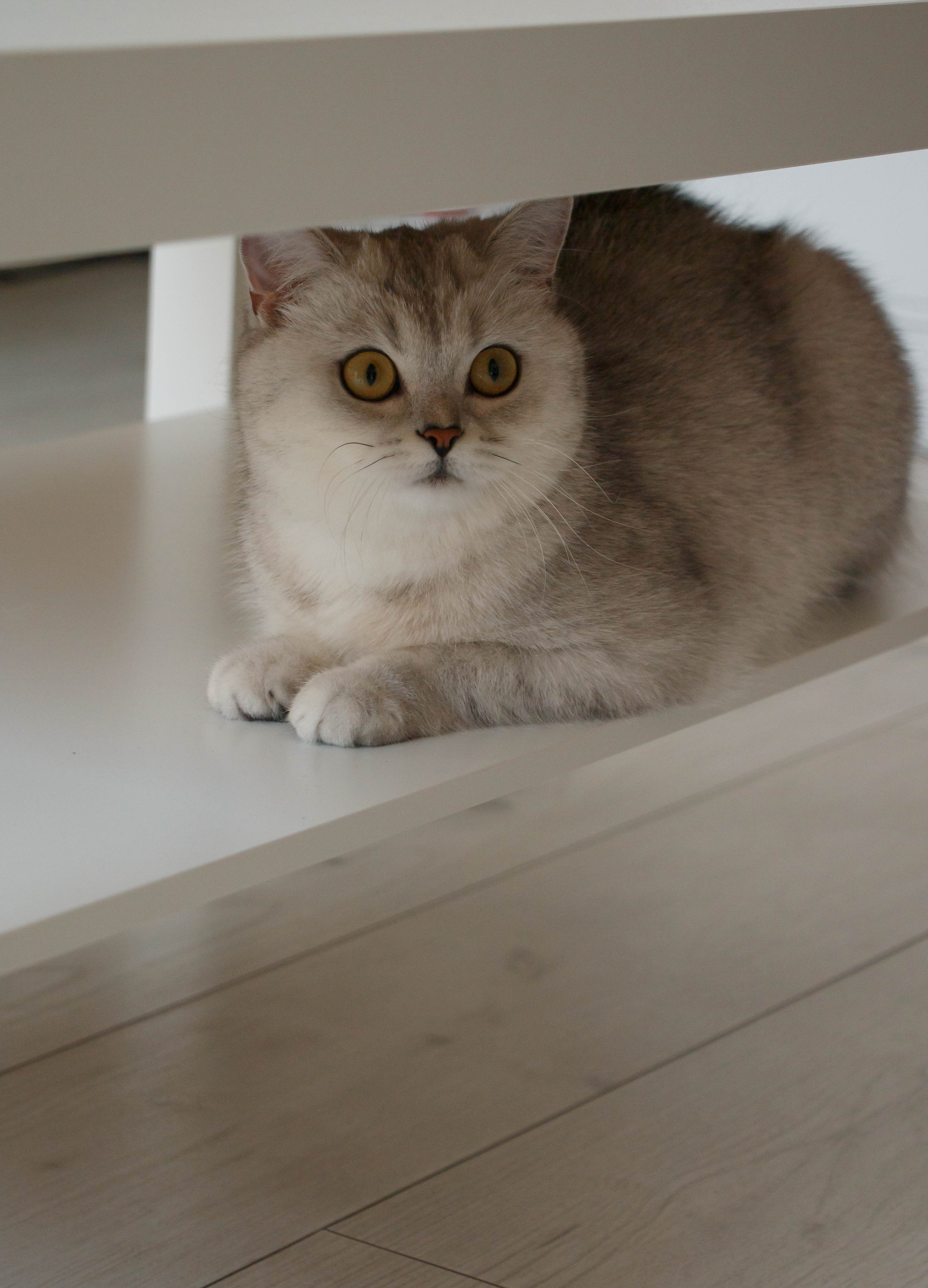 NASTYA & KITTI. Бережно сохраняю ваши чувства и истории на своих фотографиях