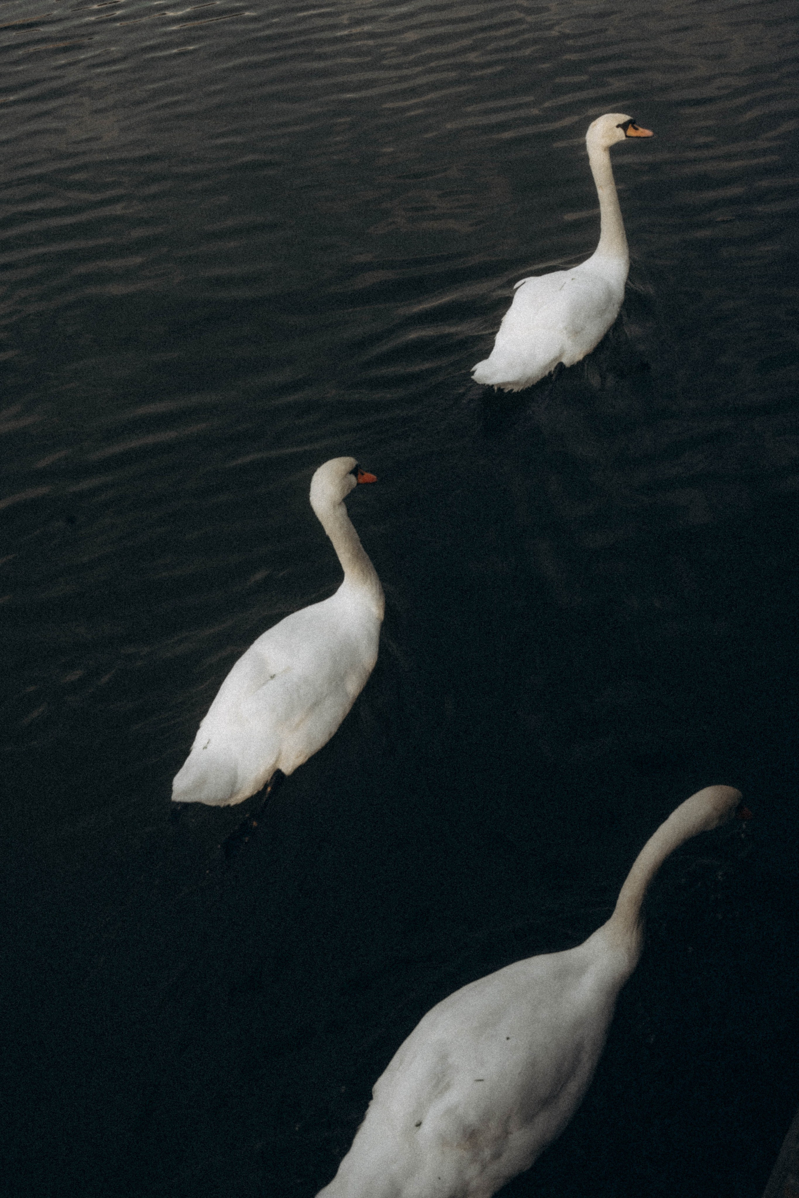 Тепло сентября. Фотограф Москва Селюкова Юлия