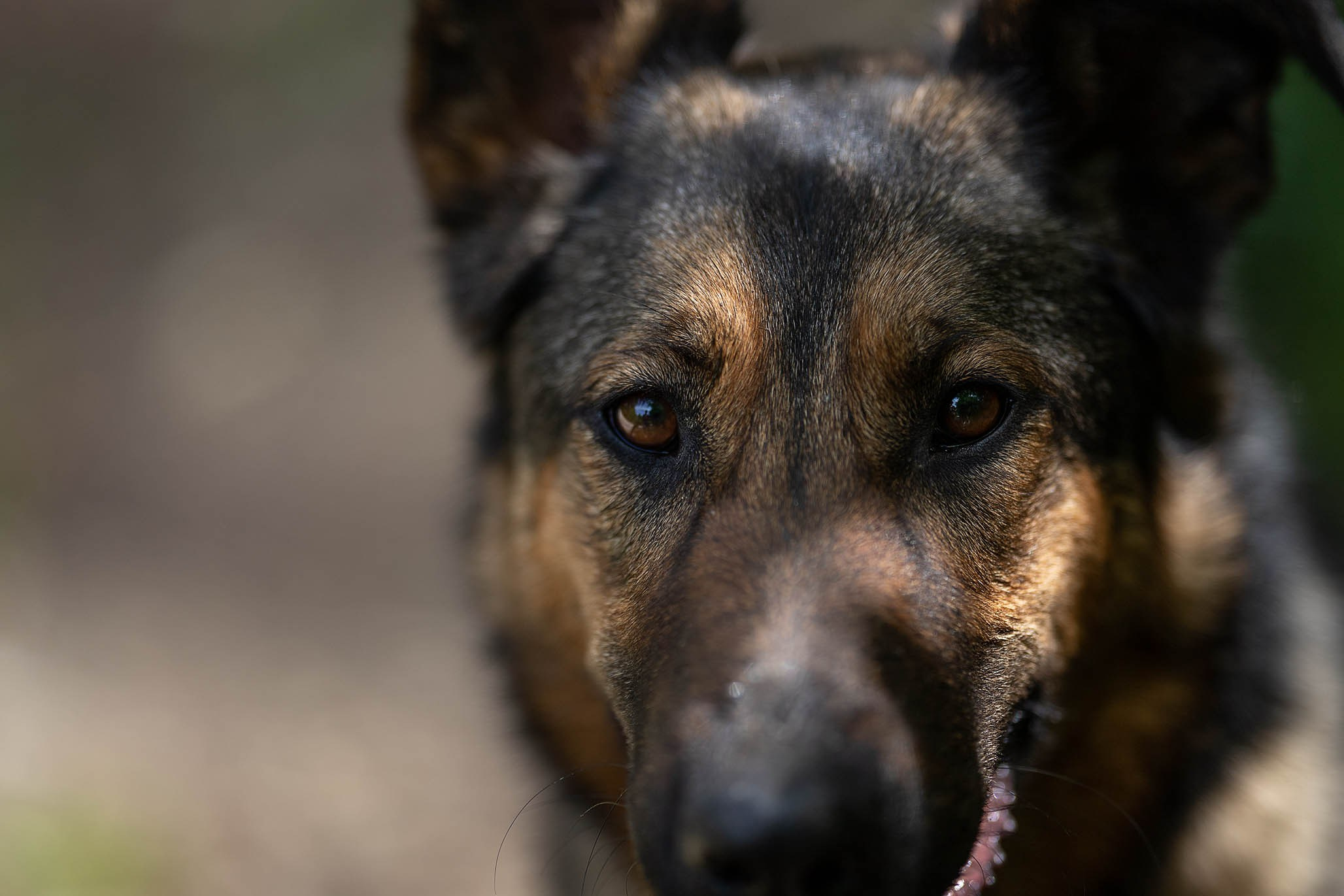 Кай и Герда. Ирина Голомб|Фотограф-анималист в  Сочи и Калининграде