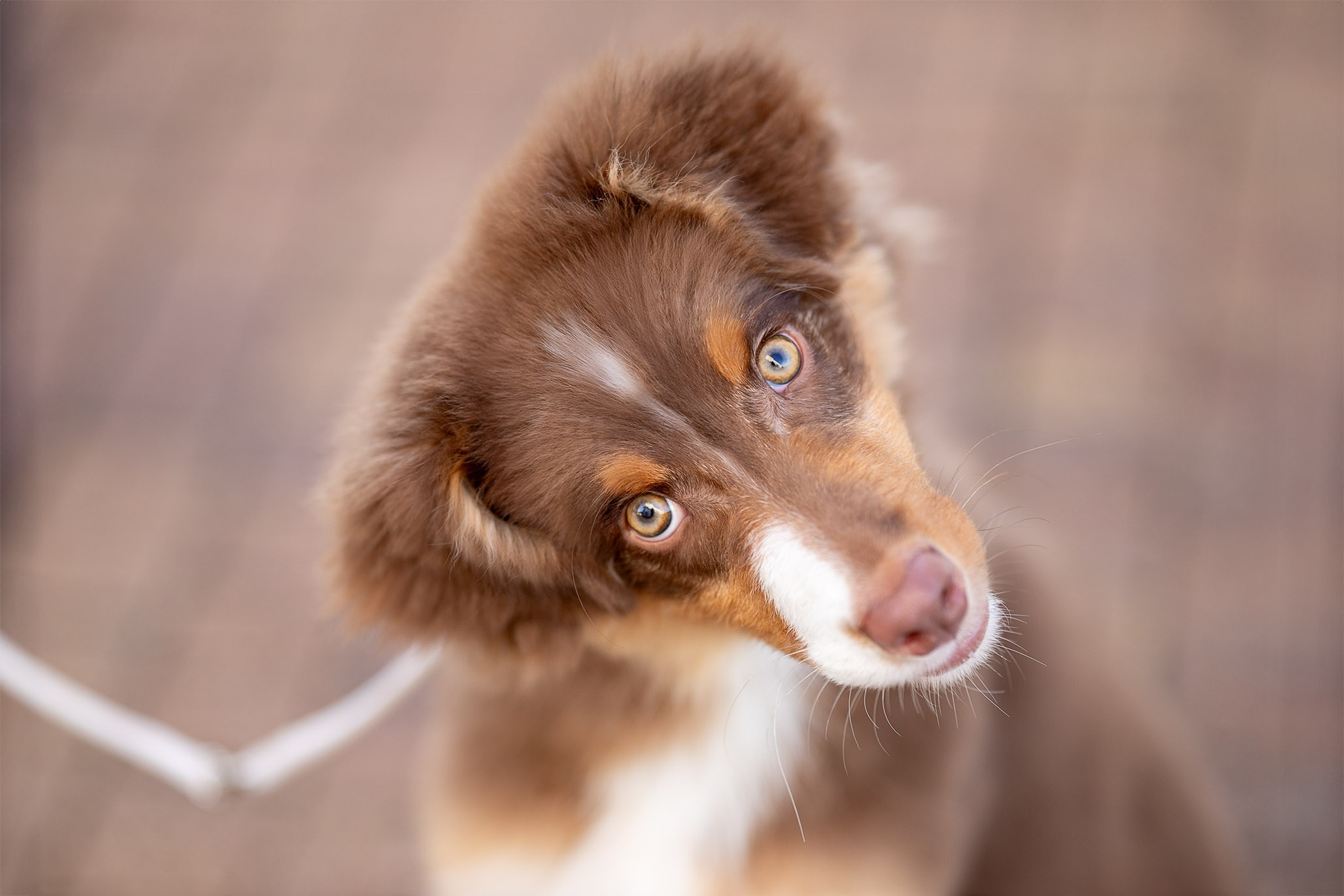 Чакки, Австралийская Овчарка. Ирина Голомб|Фотограф-анималист в  Сочи и Калининграде