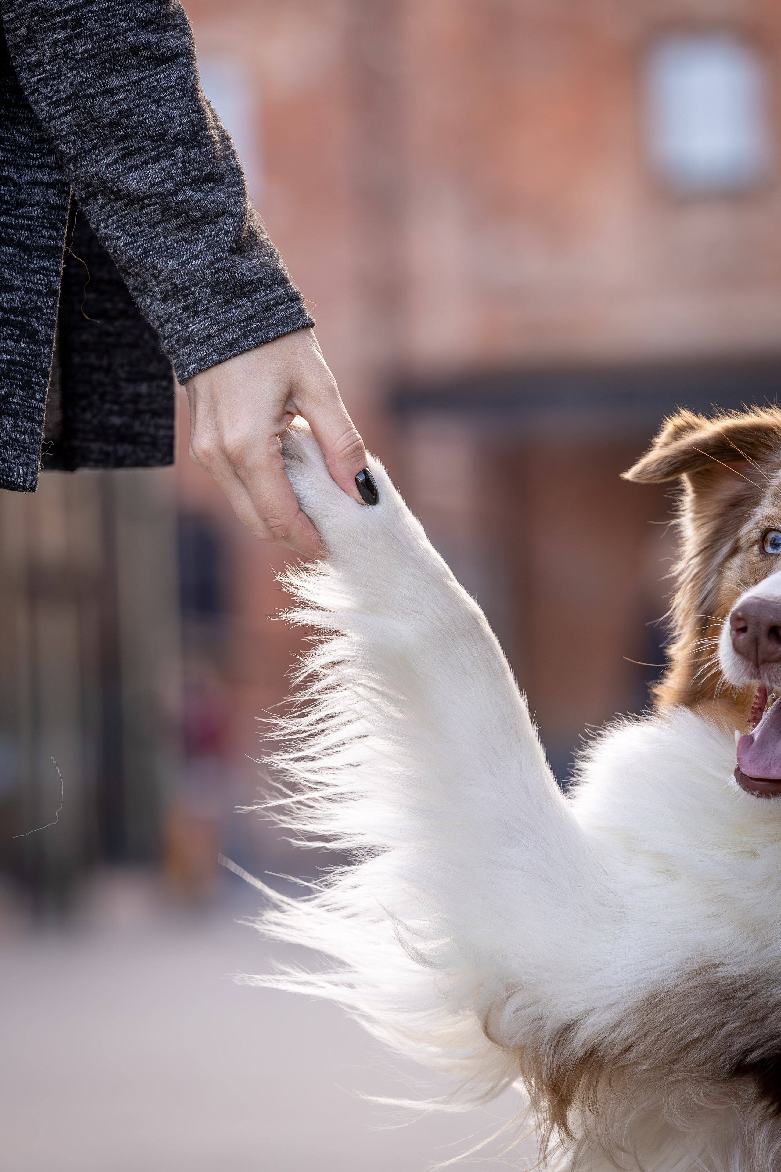 Полли, Австралийская Овчарка. Ирина Голомб|Фотограф-анималист в  Сочи и Калининграде