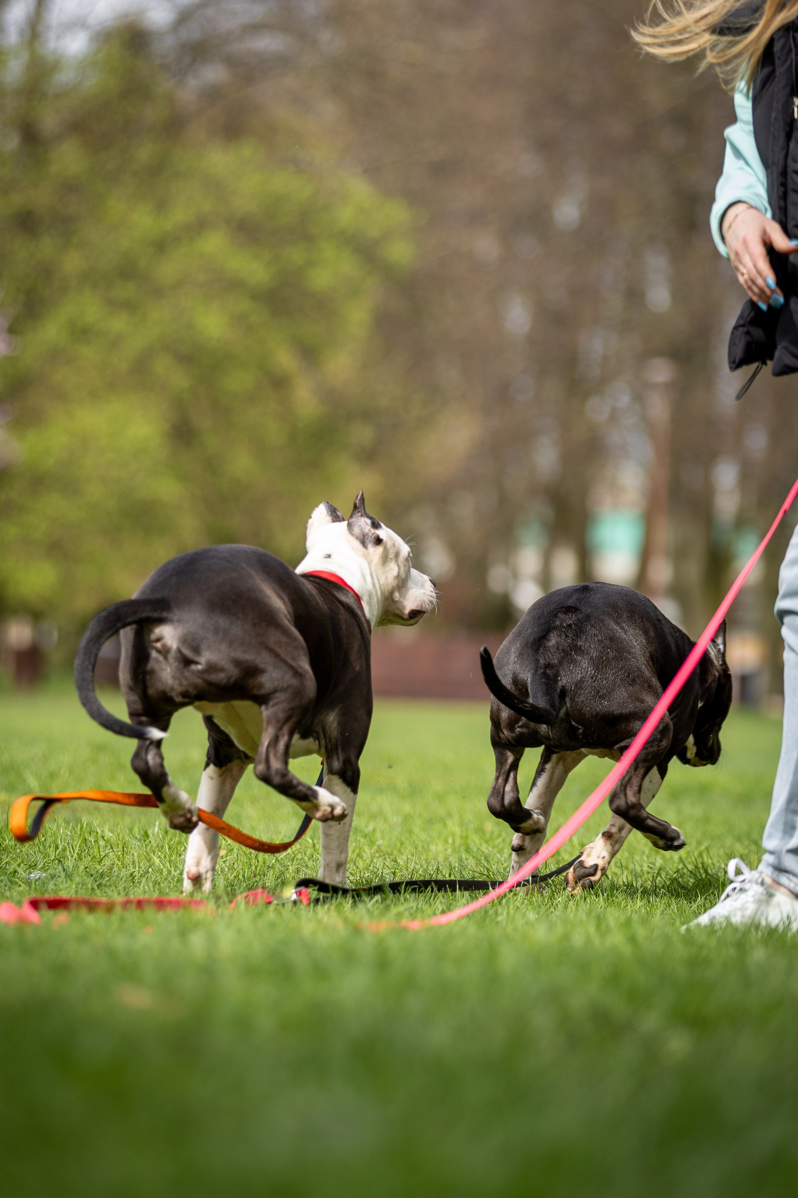 Афина и Мора, Стаффорды. Ирина Голомб|Фотограф-анималист в  Сочи и Калининграде
