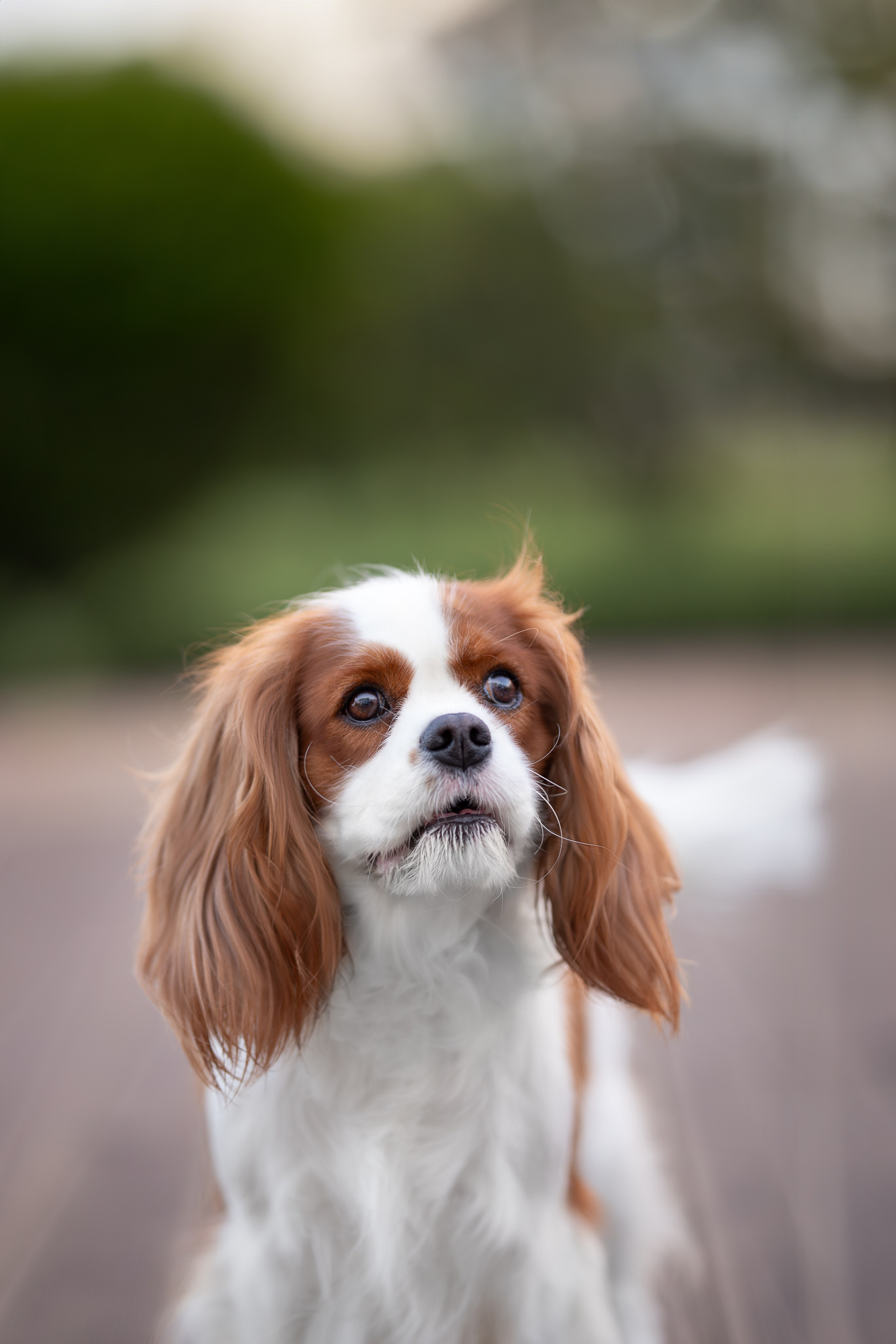 Нюша, Кавалер Кинг Чарльз Спаниель. Ирина Голомб|Фотограф-анималист в  Сочи и Калининграде