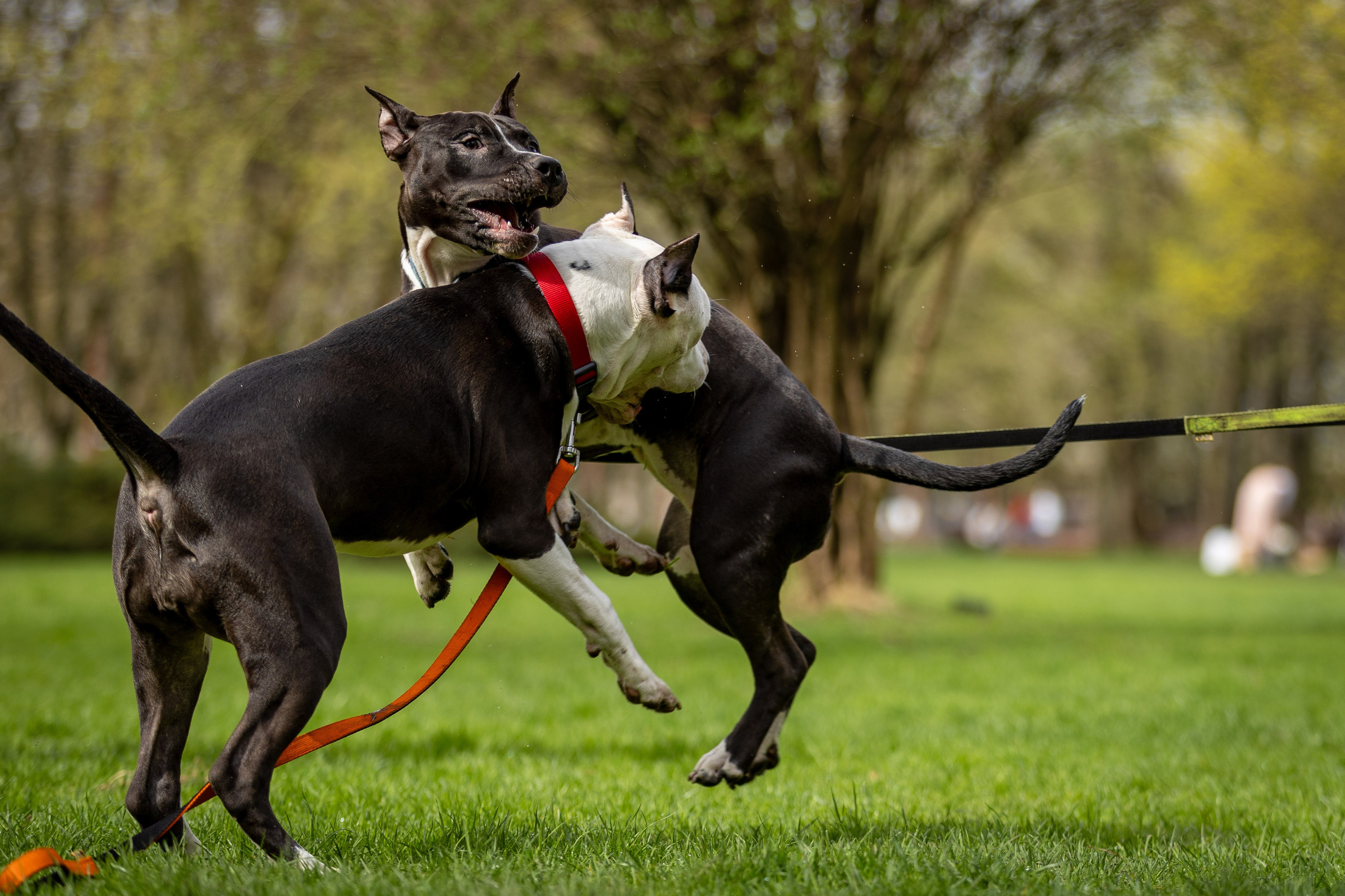 Афина и Мора, Стаффорды. Ирина Голомб|Фотограф-анималист в  Сочи и Калининграде