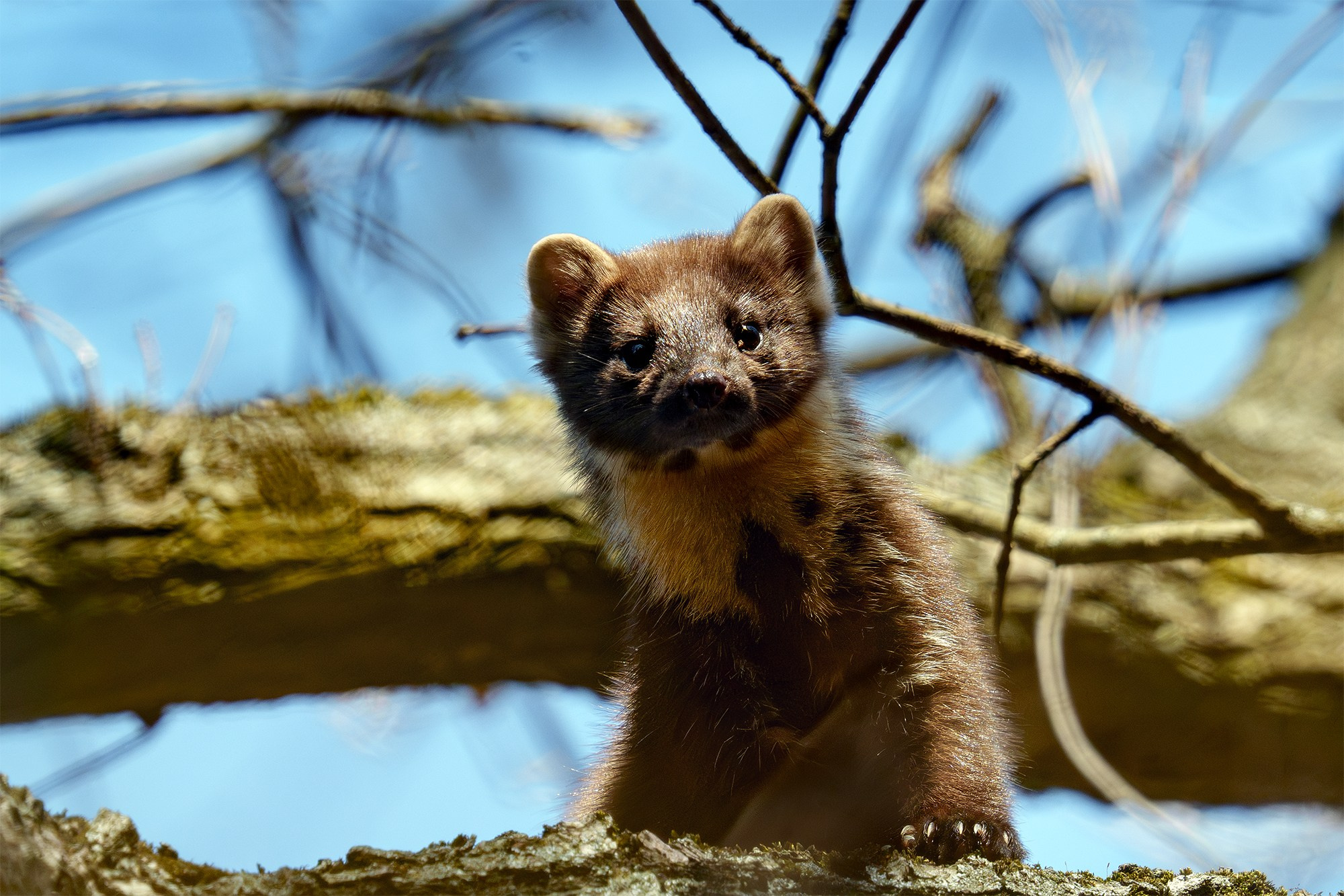 Животные. Ваш личный фотограф Марина Волкова