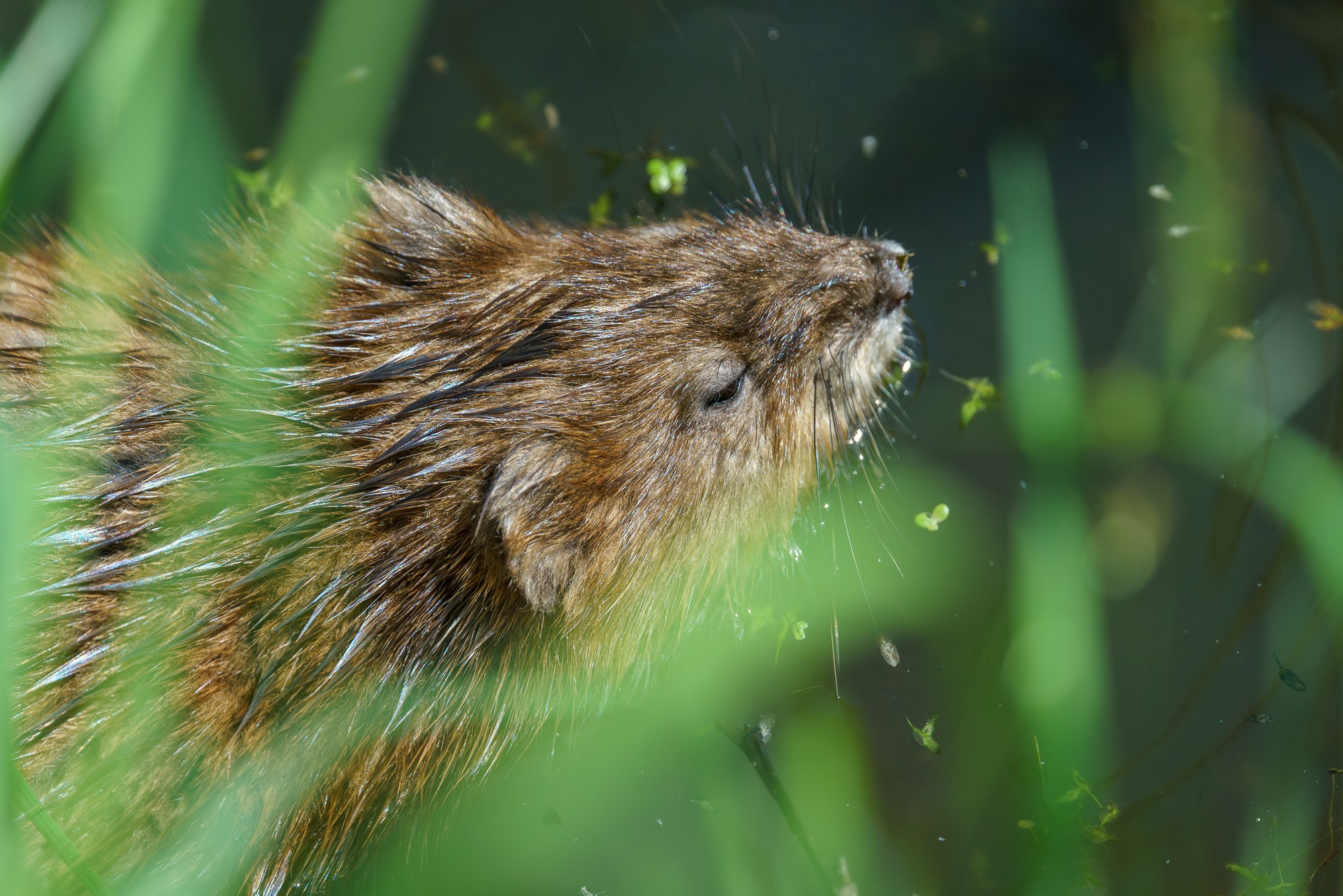 Животные. Ваш личный фотограф Марина Волкова