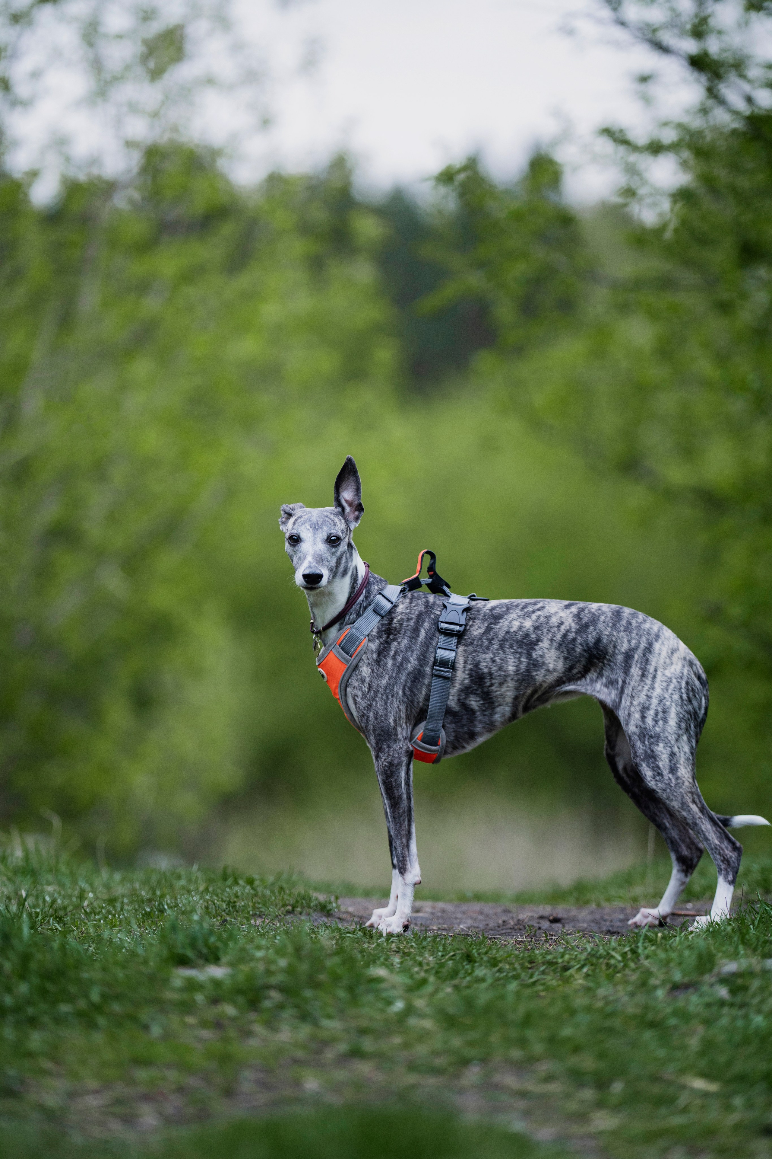 Ольга и ее красивые собаки. Kameramotor74