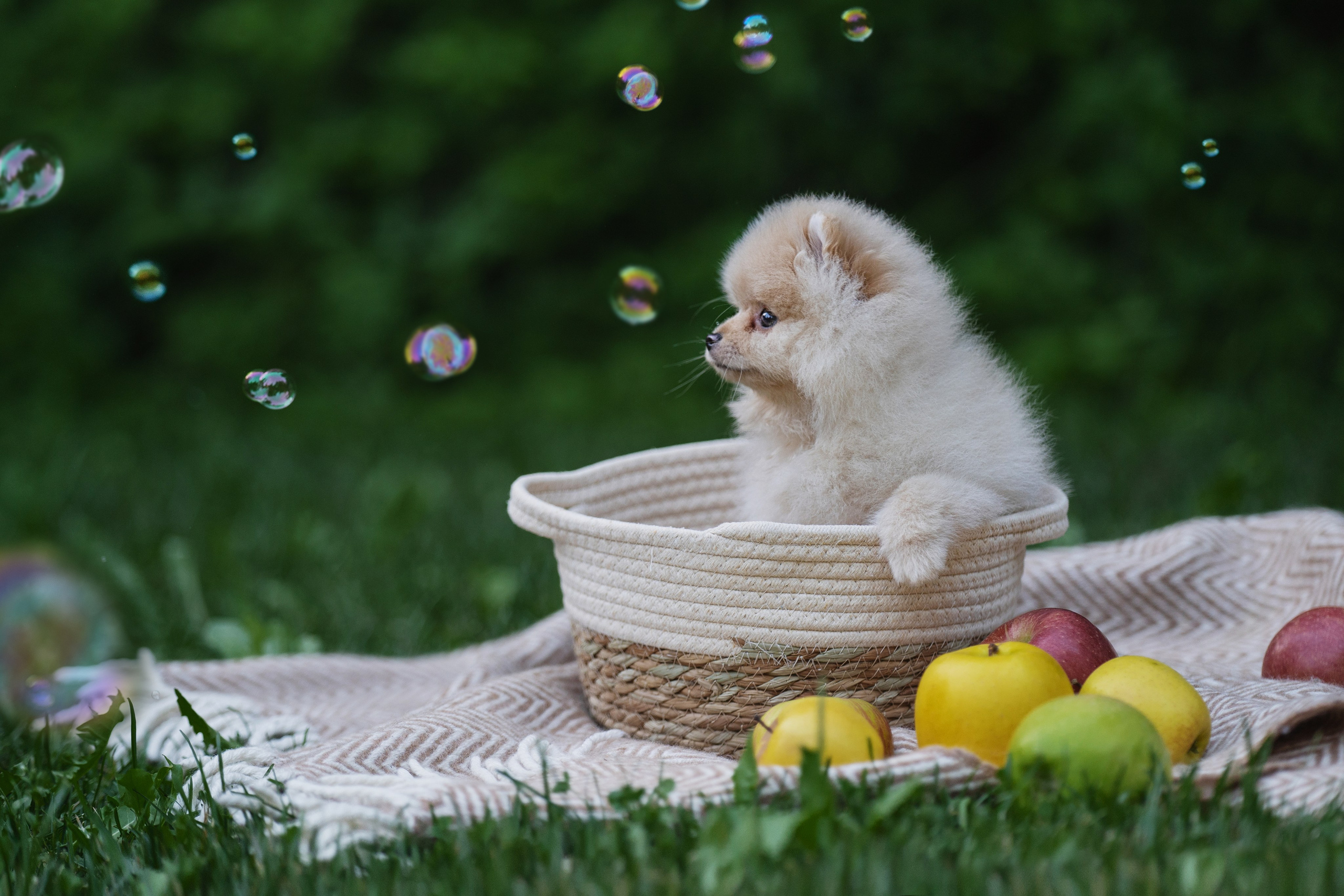 Оскар и утята. Kameramotor74