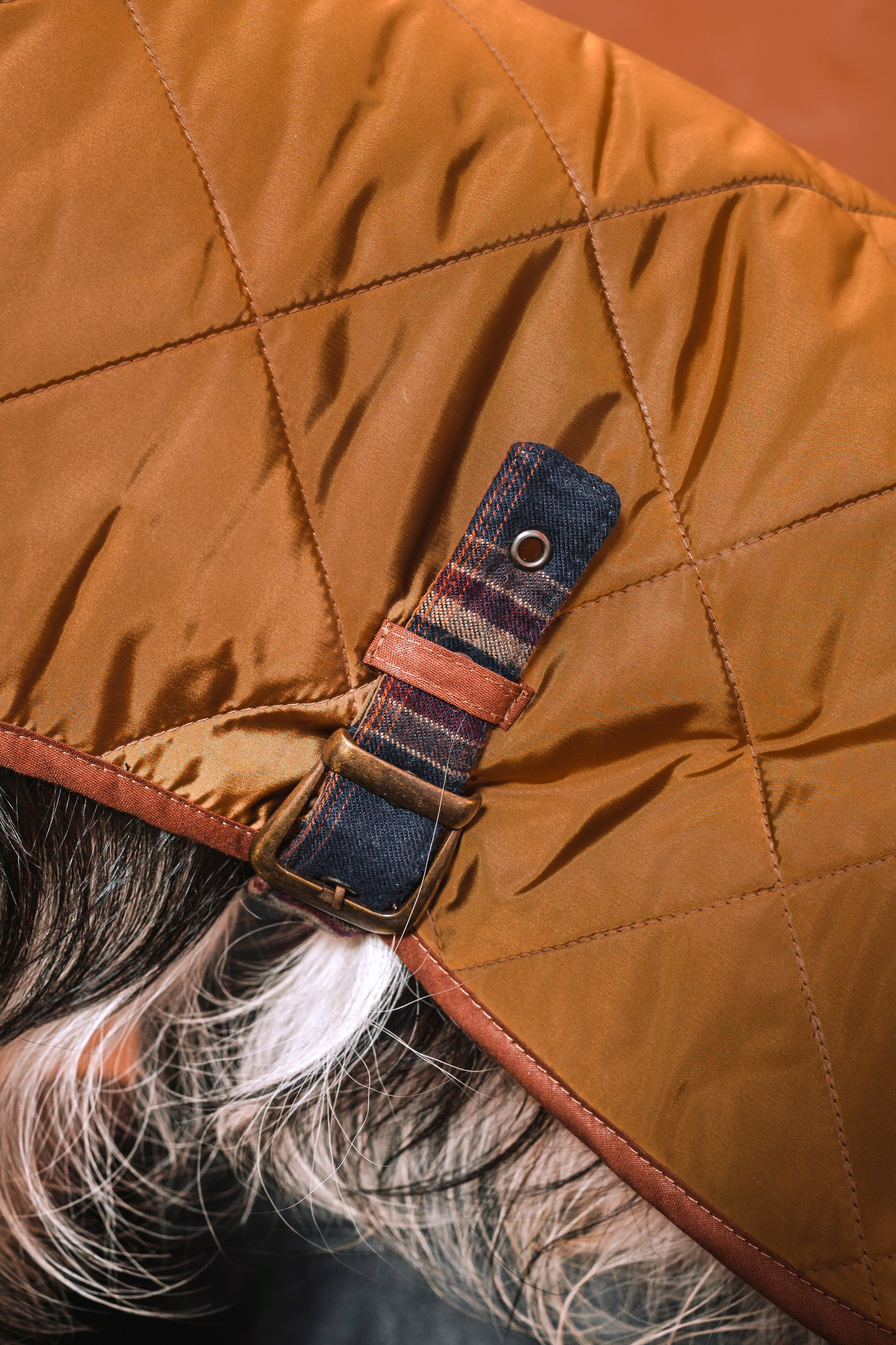 Съемка для бренда TEDDYBOY. Фотограф-анималист Татьяна Степанова