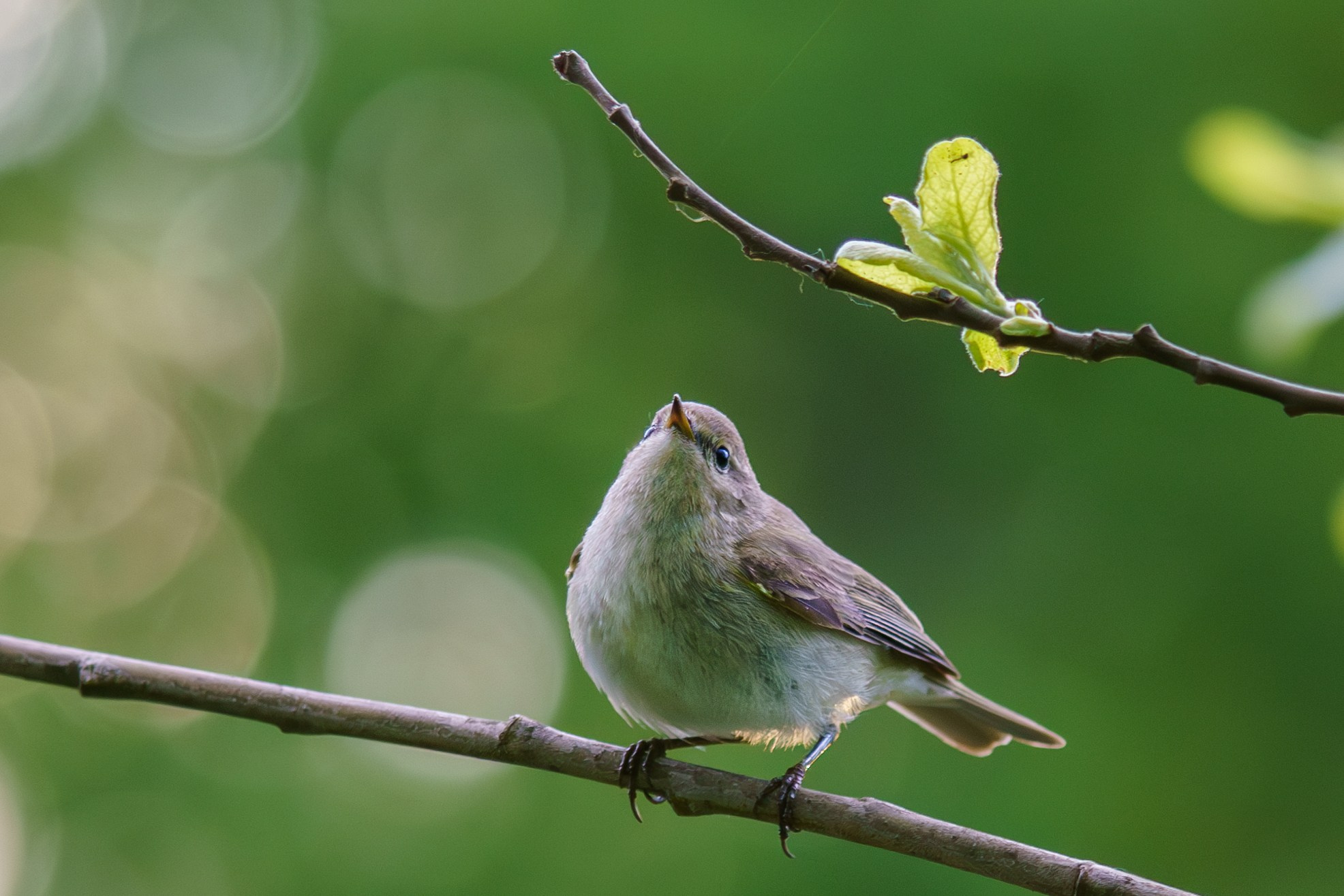 Удивительные мир птиц. Вокруг нас столько прекрасного — присмотритесь!. Ваш личный фотограф Марина Волкова