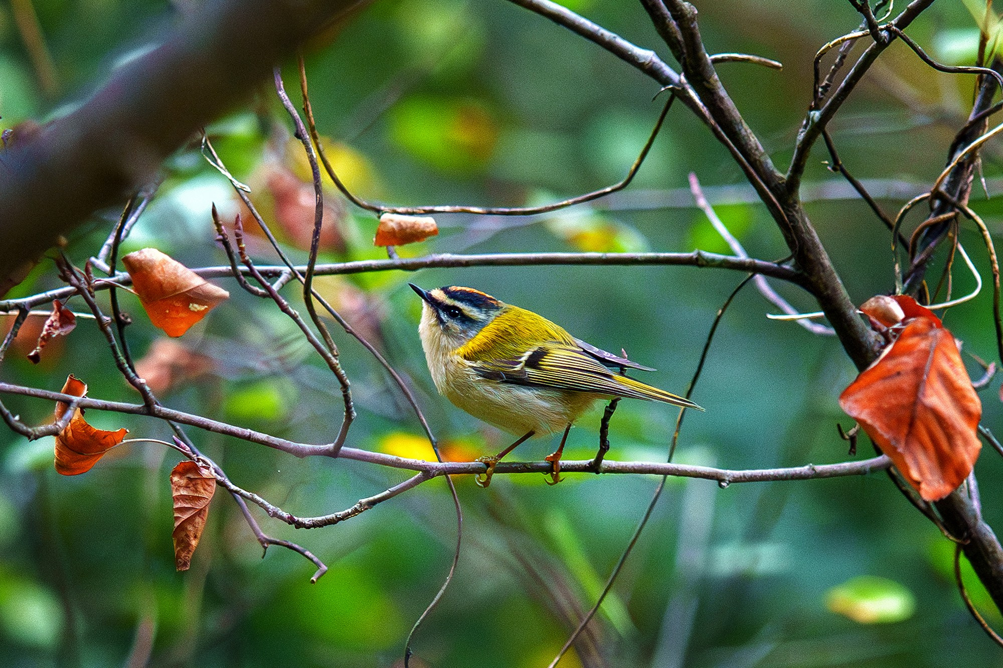 Удивительные мир птиц. Вокруг нас столько прекрасного — присмотритесь!. Ваш личный фотограф Марина Волкова