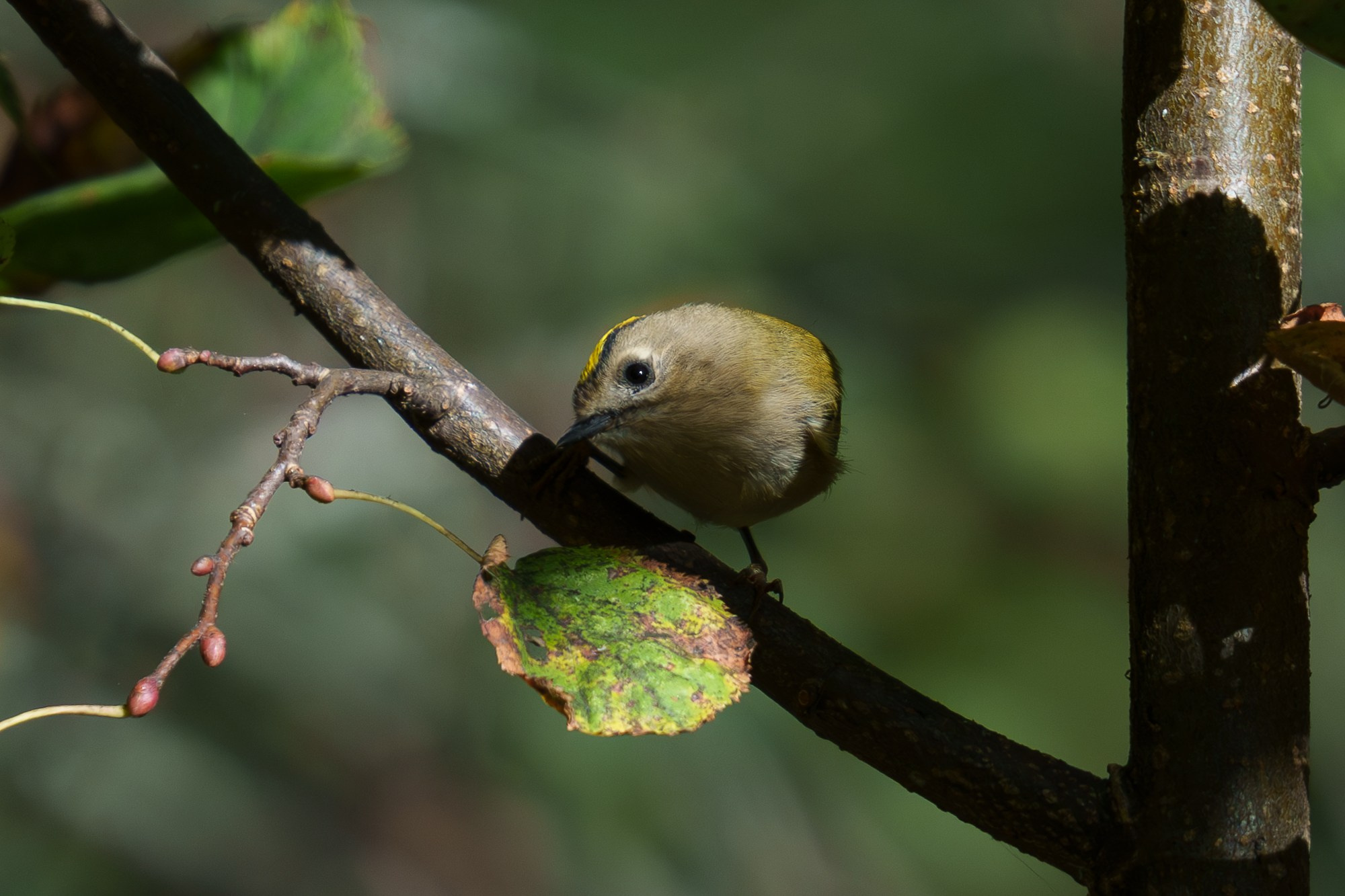Удивительные мир птиц. Вокруг нас столько прекрасного — присмотритесь!. Ваш личный фотограф Марина Волкова