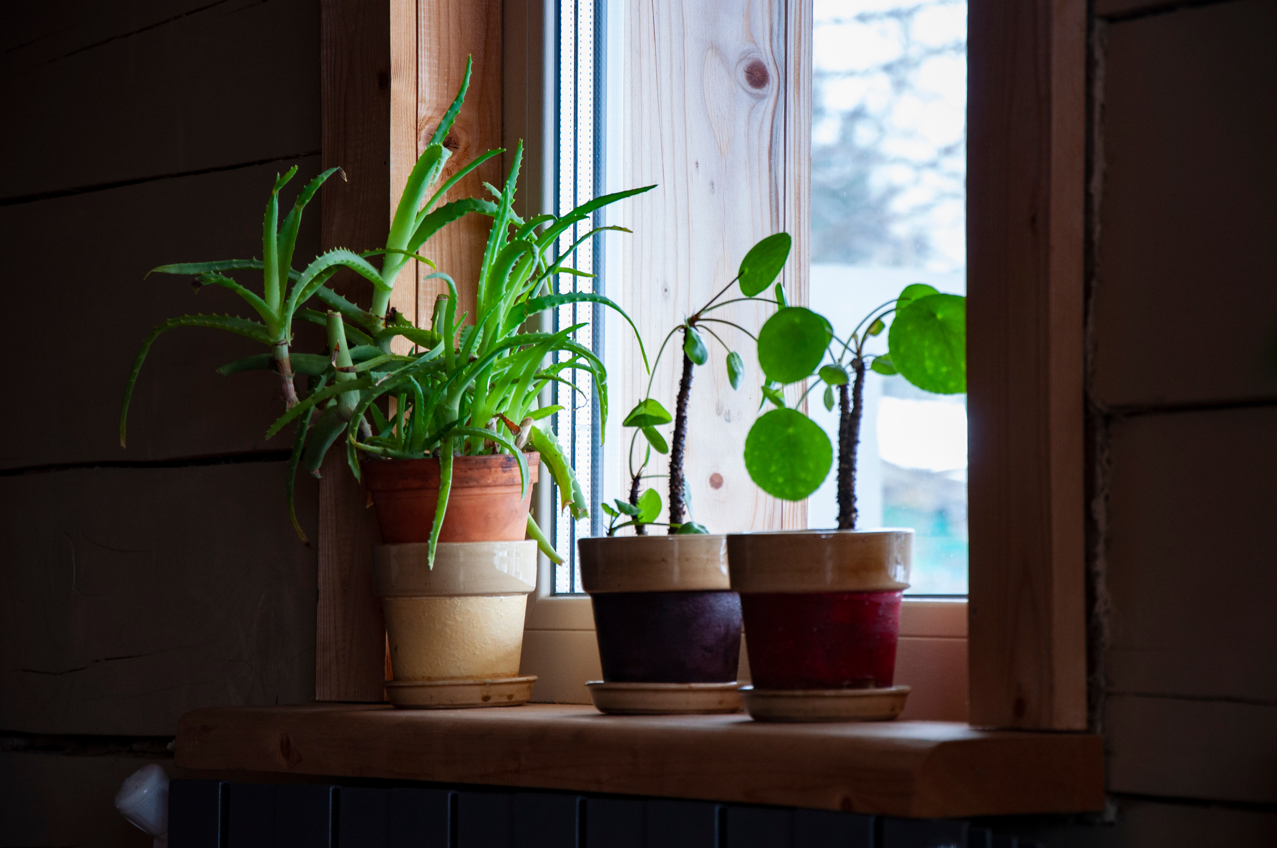 Ульянин дом, Мещера. Коммерческие и индивидуальные съёмки