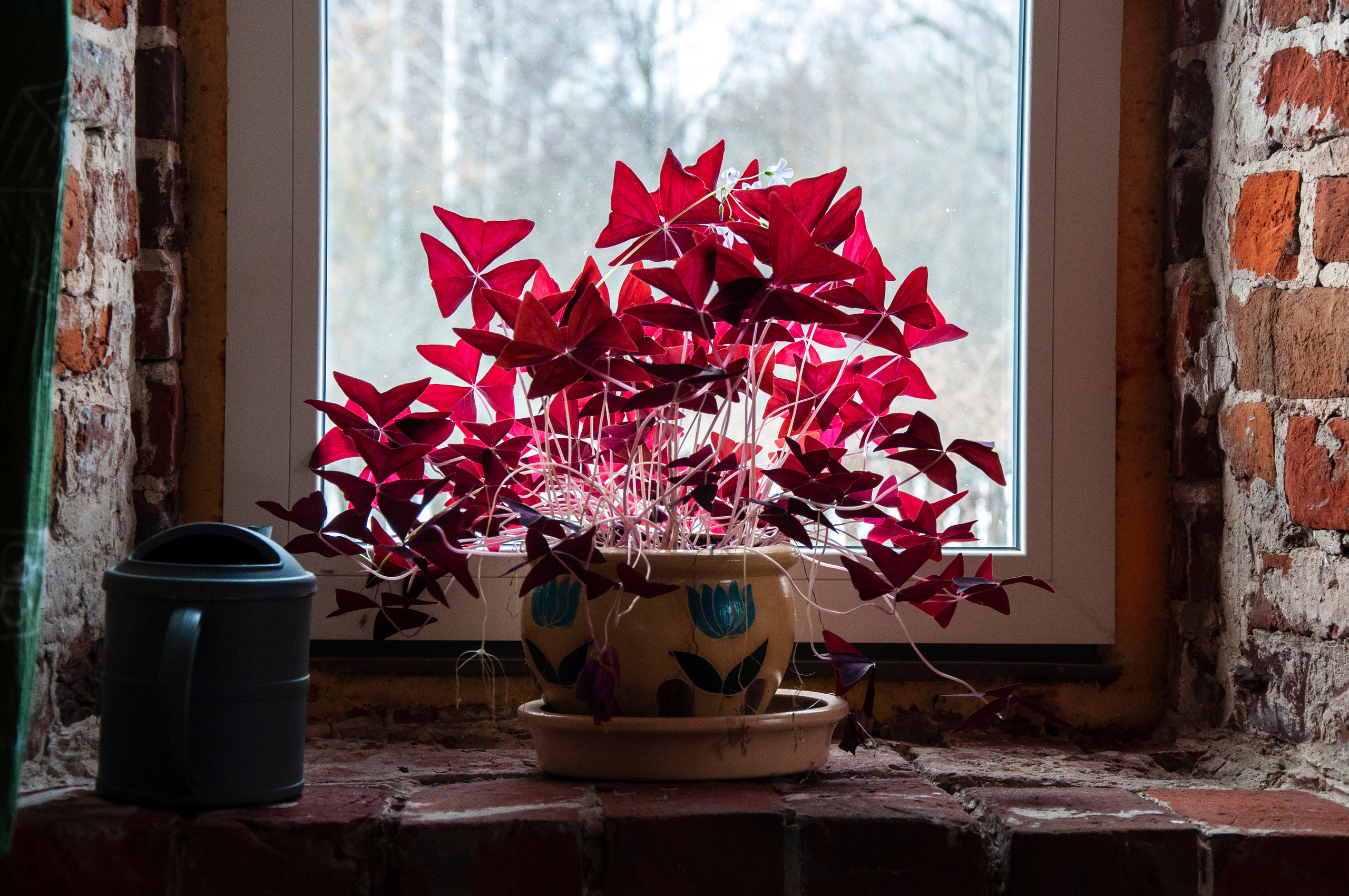 Ульянин дом, Мещера. Коммерческие и индивидуальные съёмки