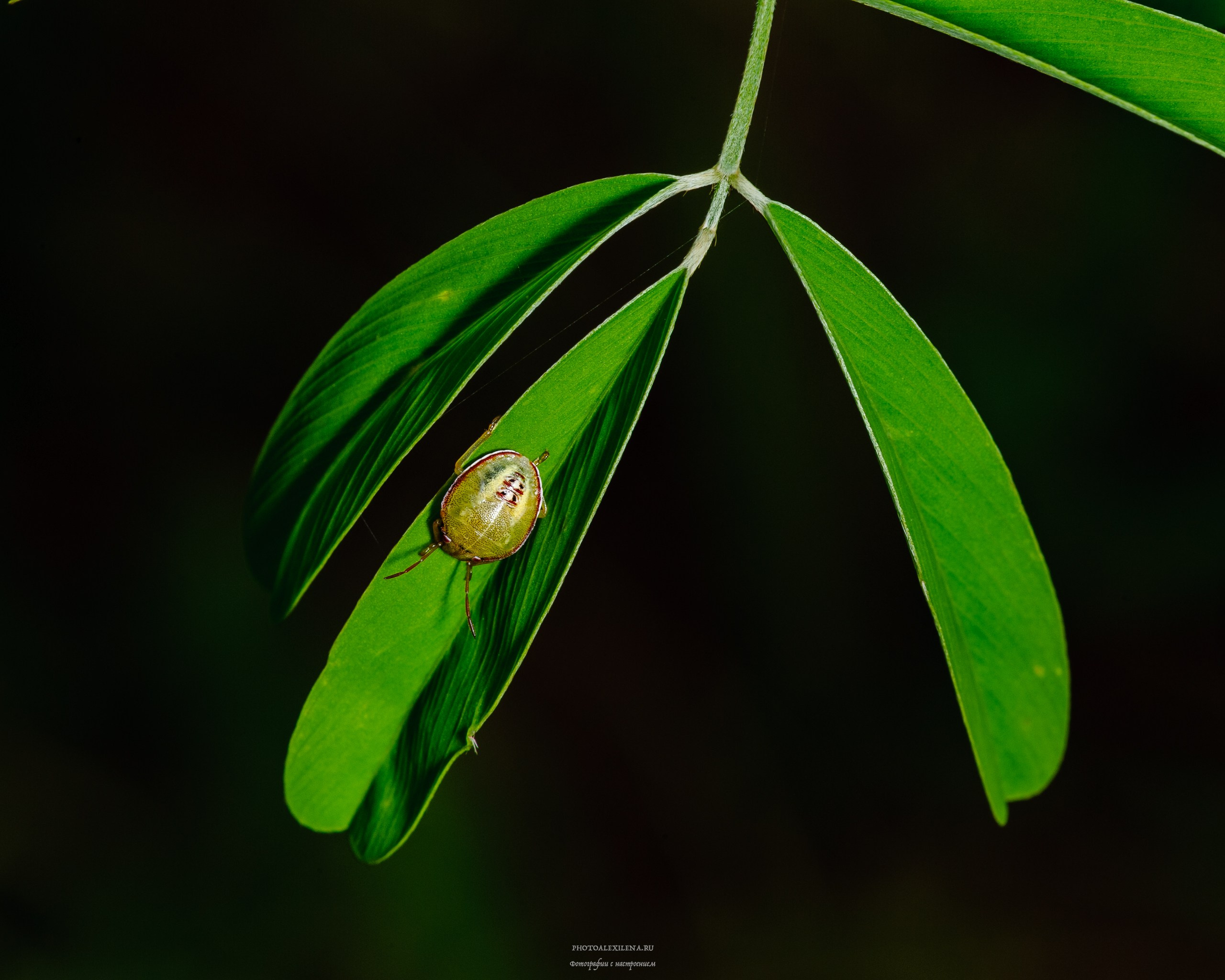 Все оттенки зелёного. Авторские стильные фотокартины