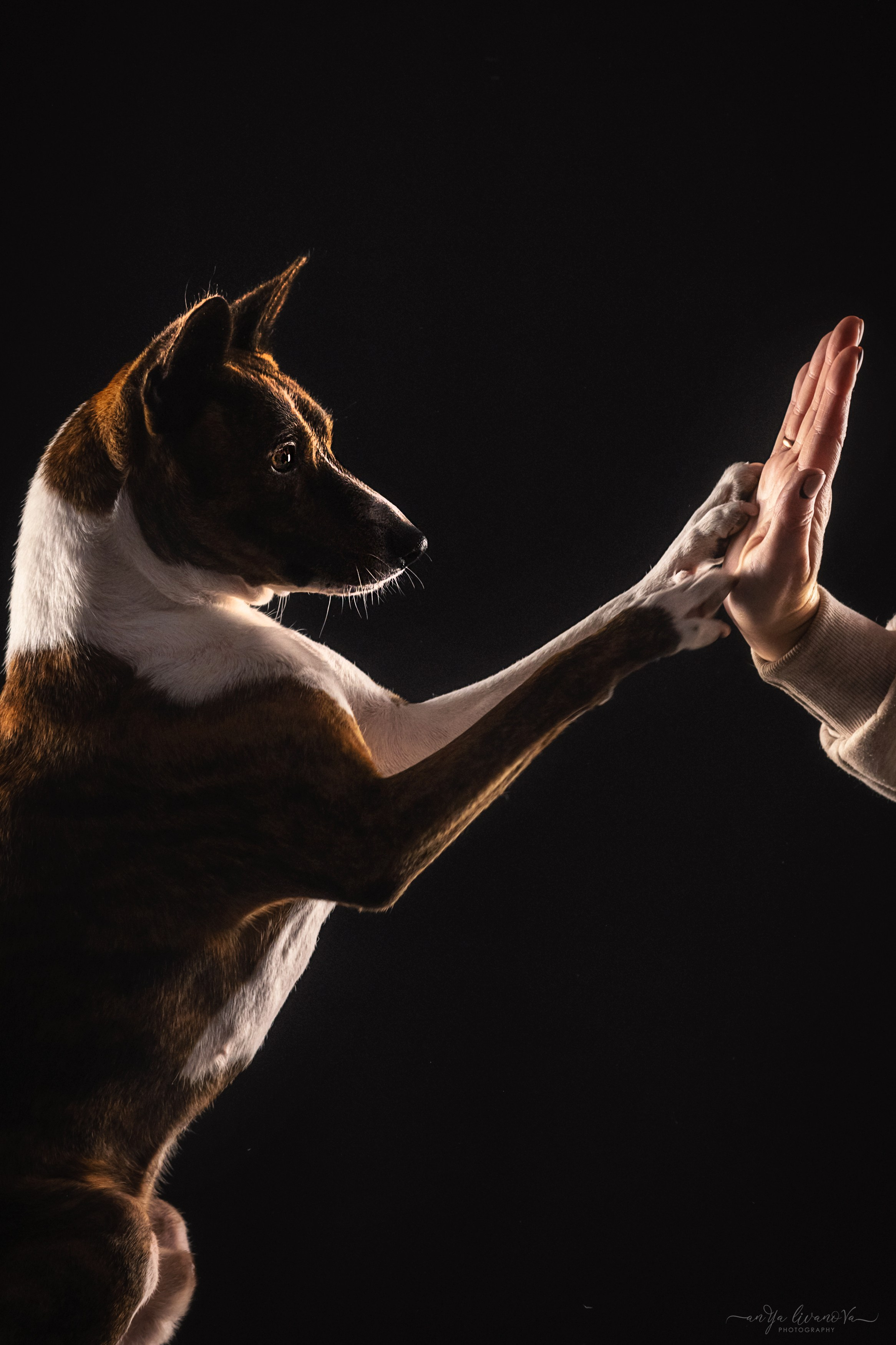 Стёпан. Фотограф анималист Аня Ливанова | Рыбинск