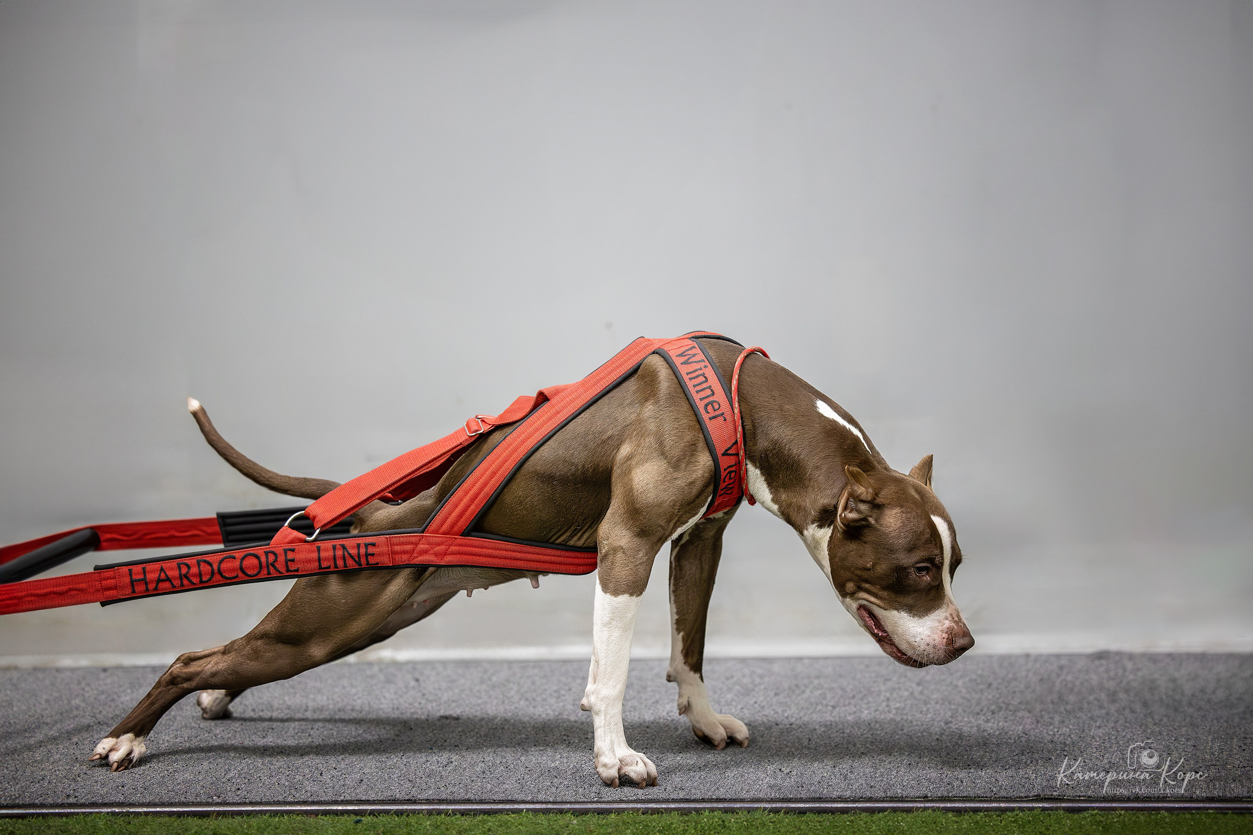 Спорт. Главная