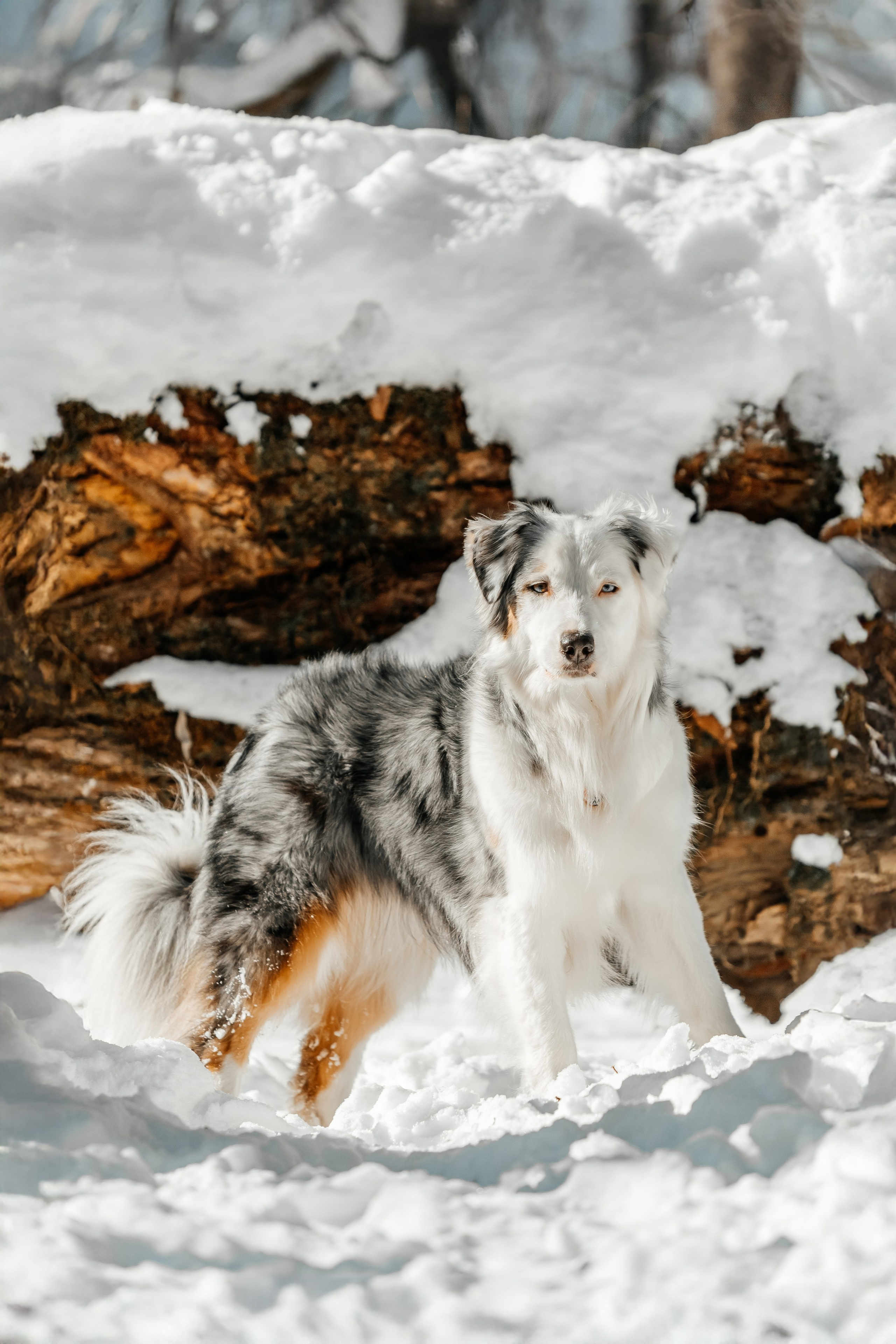 Портфолио2. Фотограф — анималист Маргарита Хелбен Краснодар