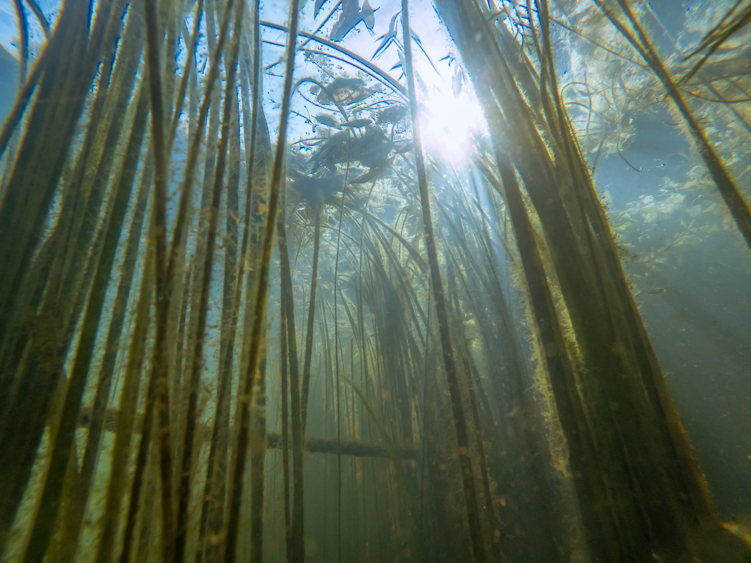 ПОД ВОДОЙ. Фотограф Татьяна Андриянова