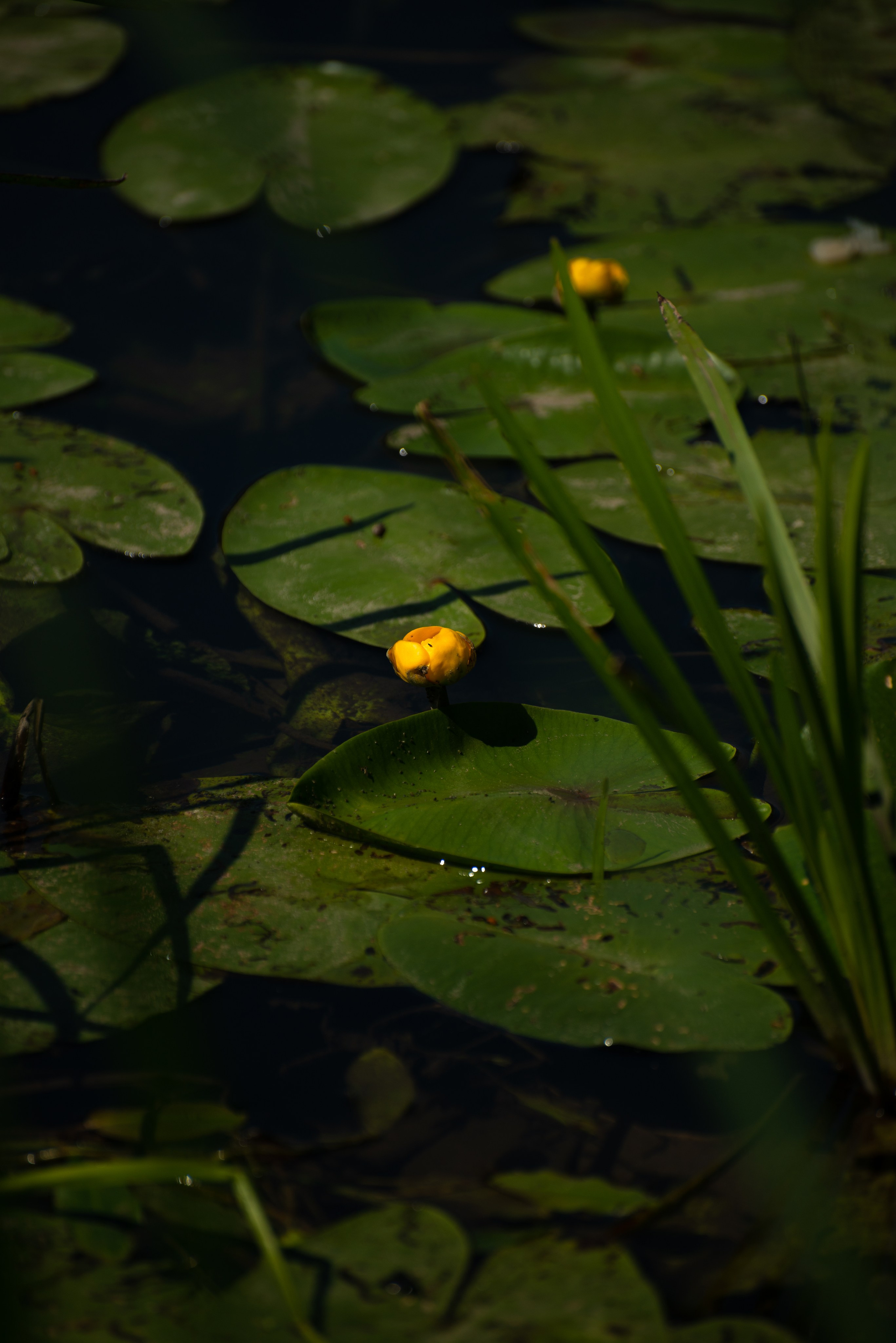 Купала в Родославном. Конный фотограф в Саратове Юлия Иванова