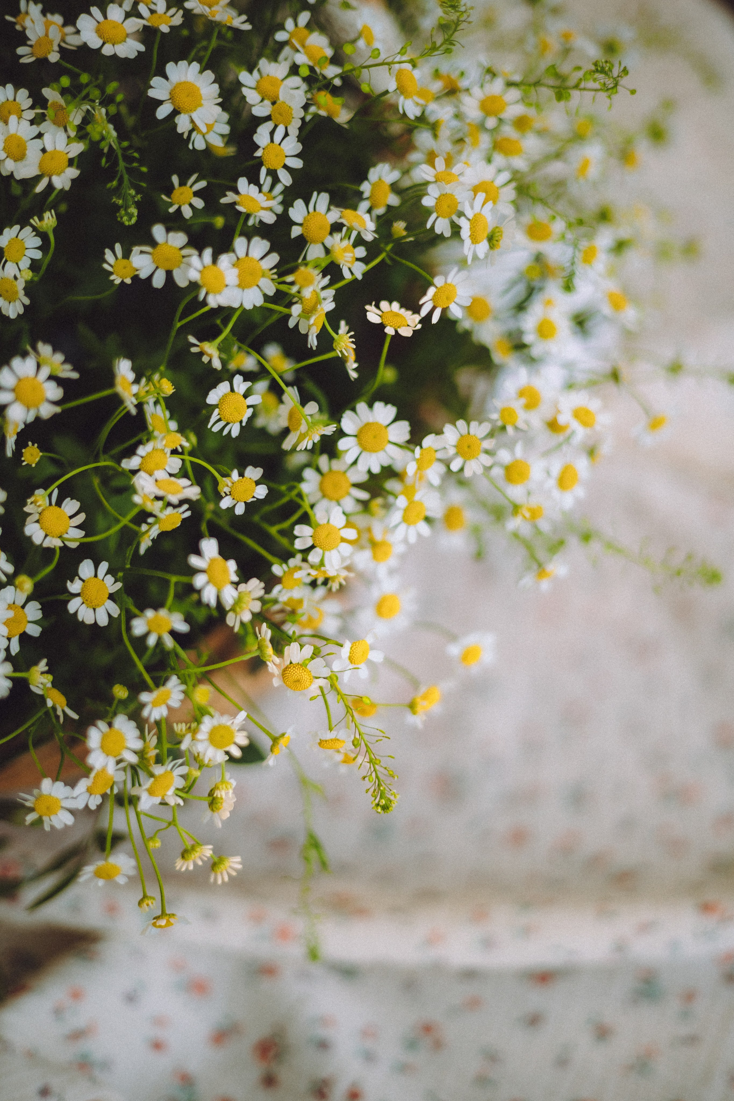 День Рождения пуделя Глаши