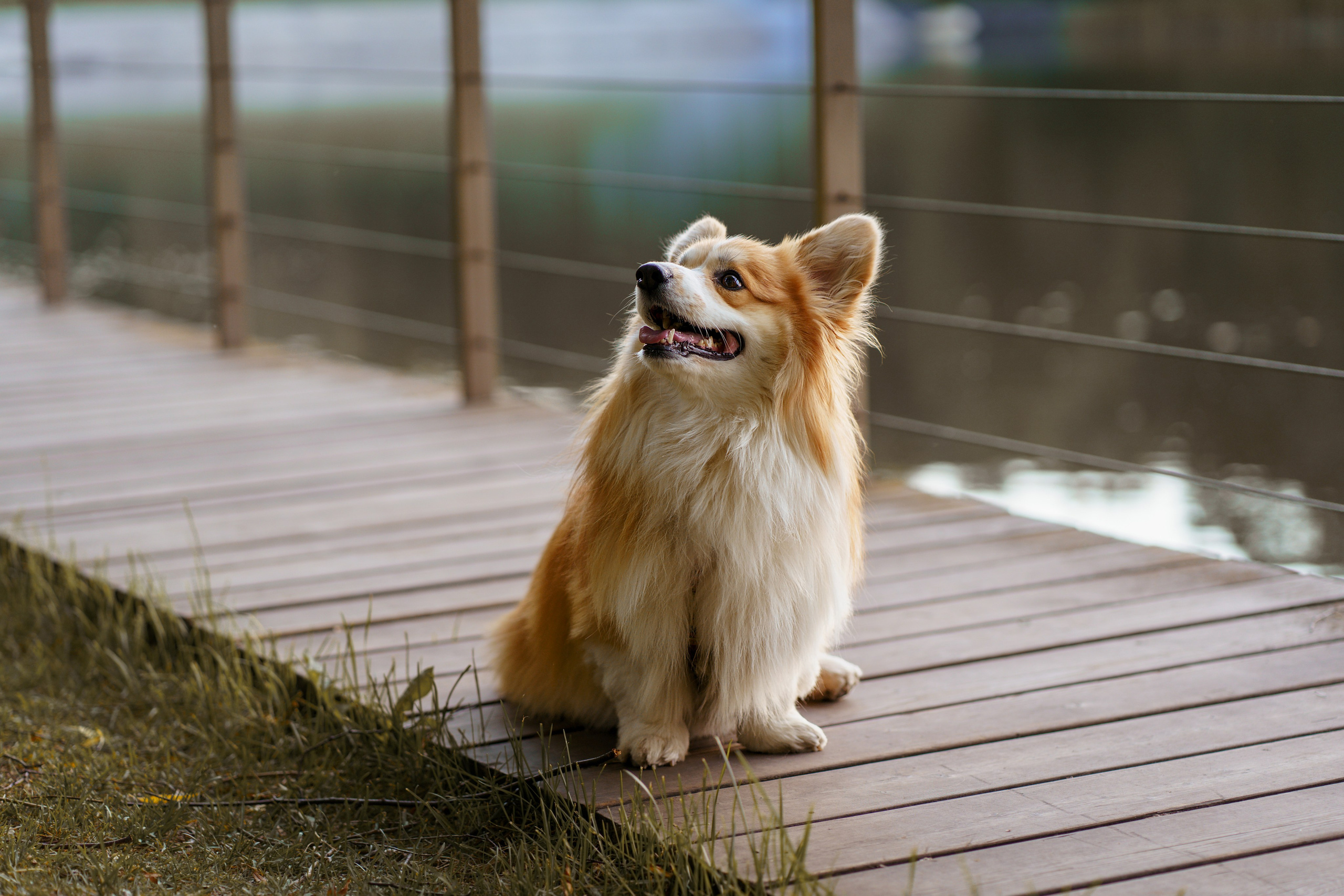 Катя, Арсений и Пух. Свадебный фотограф в Москве Анна Полушина