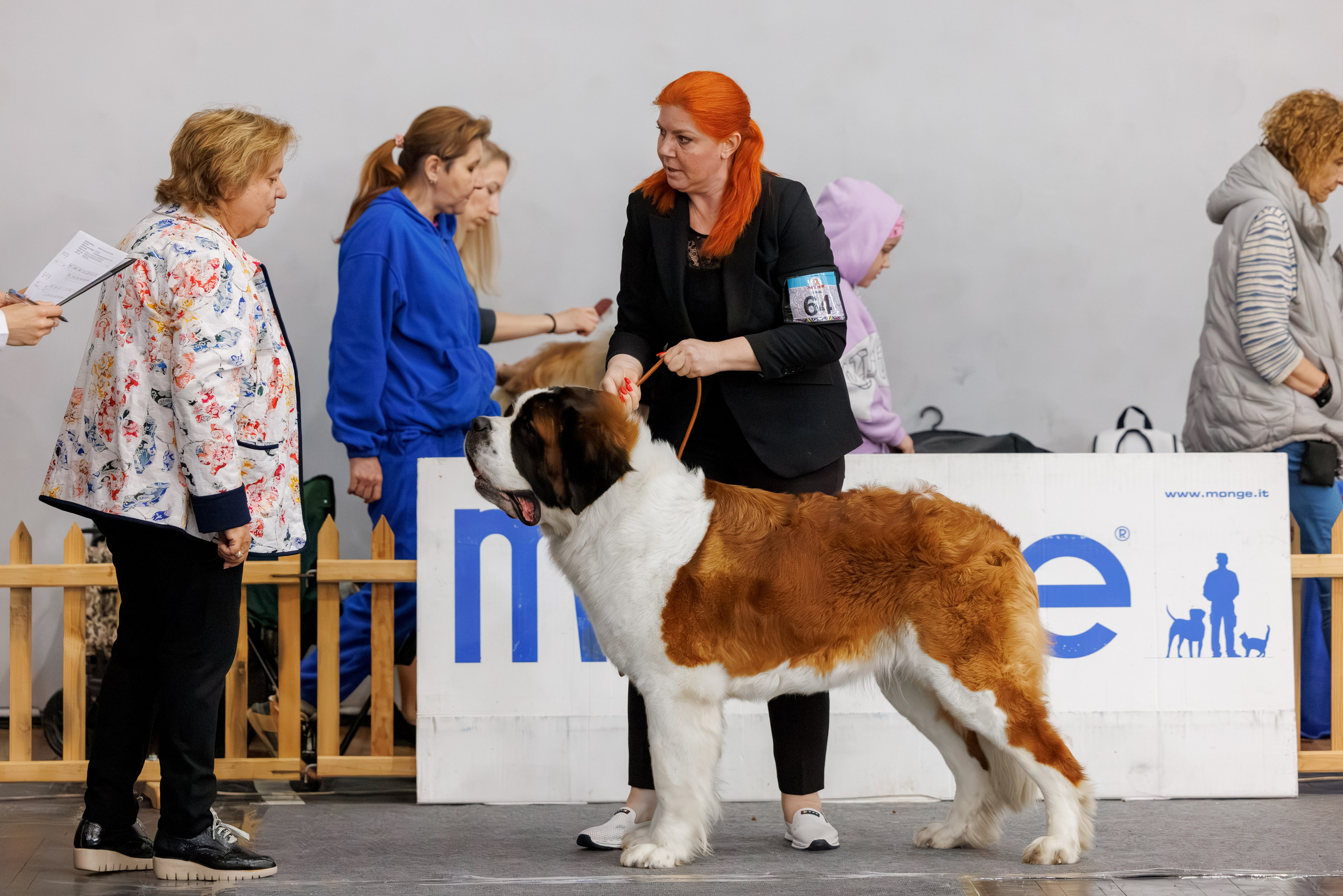 Ереван 2х CACIB 29-30.04.2025. Фотограф-анималист Юлия Германика