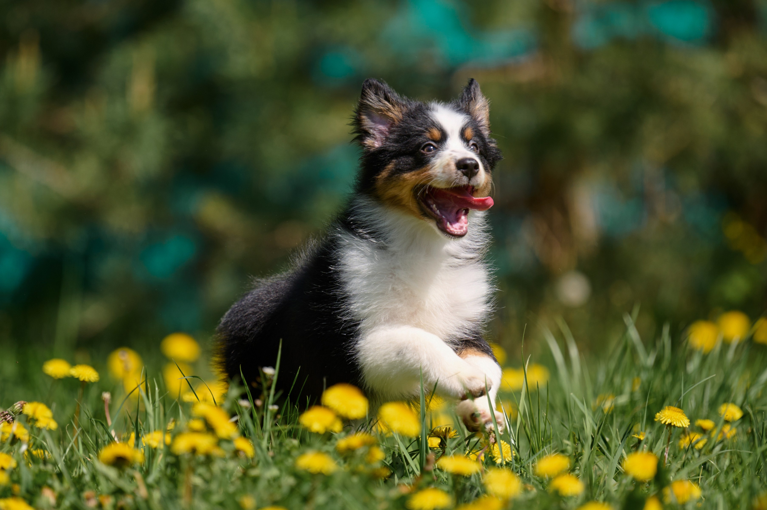 Щенки и котята на улице. Фотограф анималист в Казани Алина Сулейманова. Фотограф животных