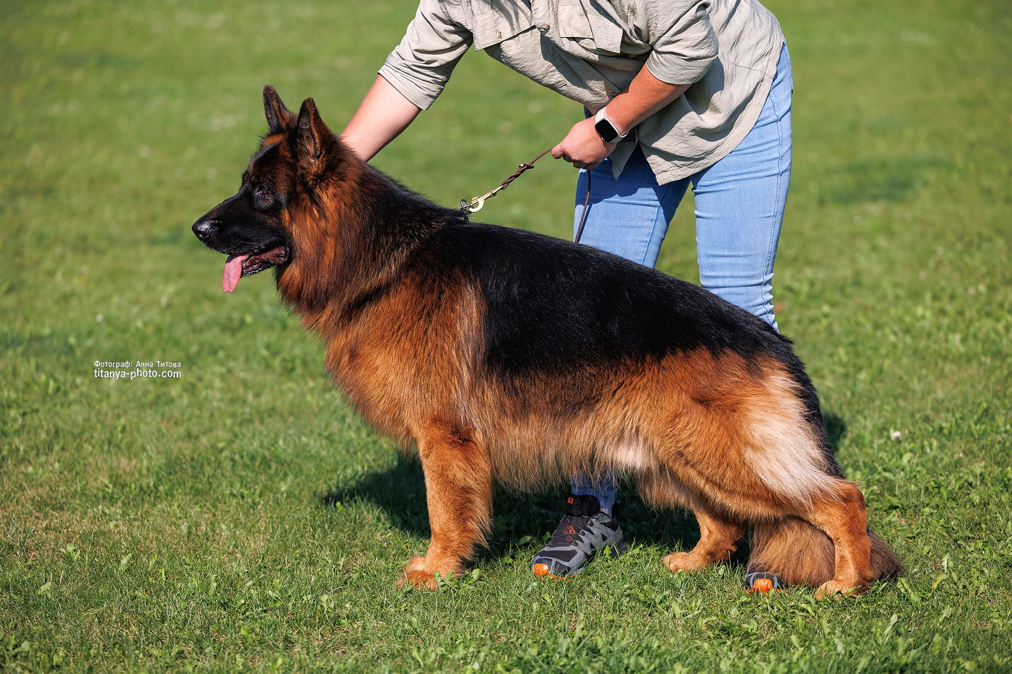 Фото немецких овчарок. Фотограф собак, фотограф-анималист Аня Титова (Titanya). Москва