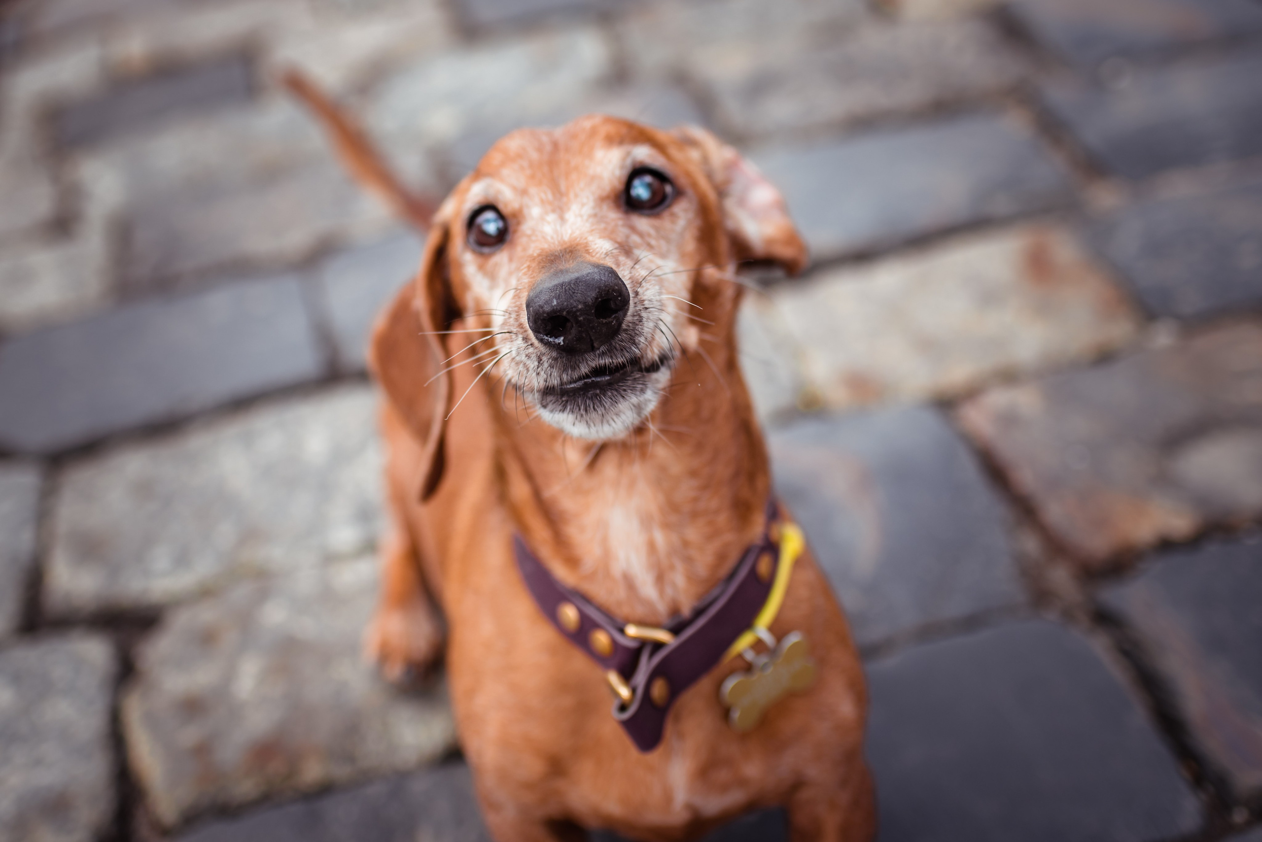 Таксы на Красной площади. Семейный Фотограф в Москве Ирина Хохлова