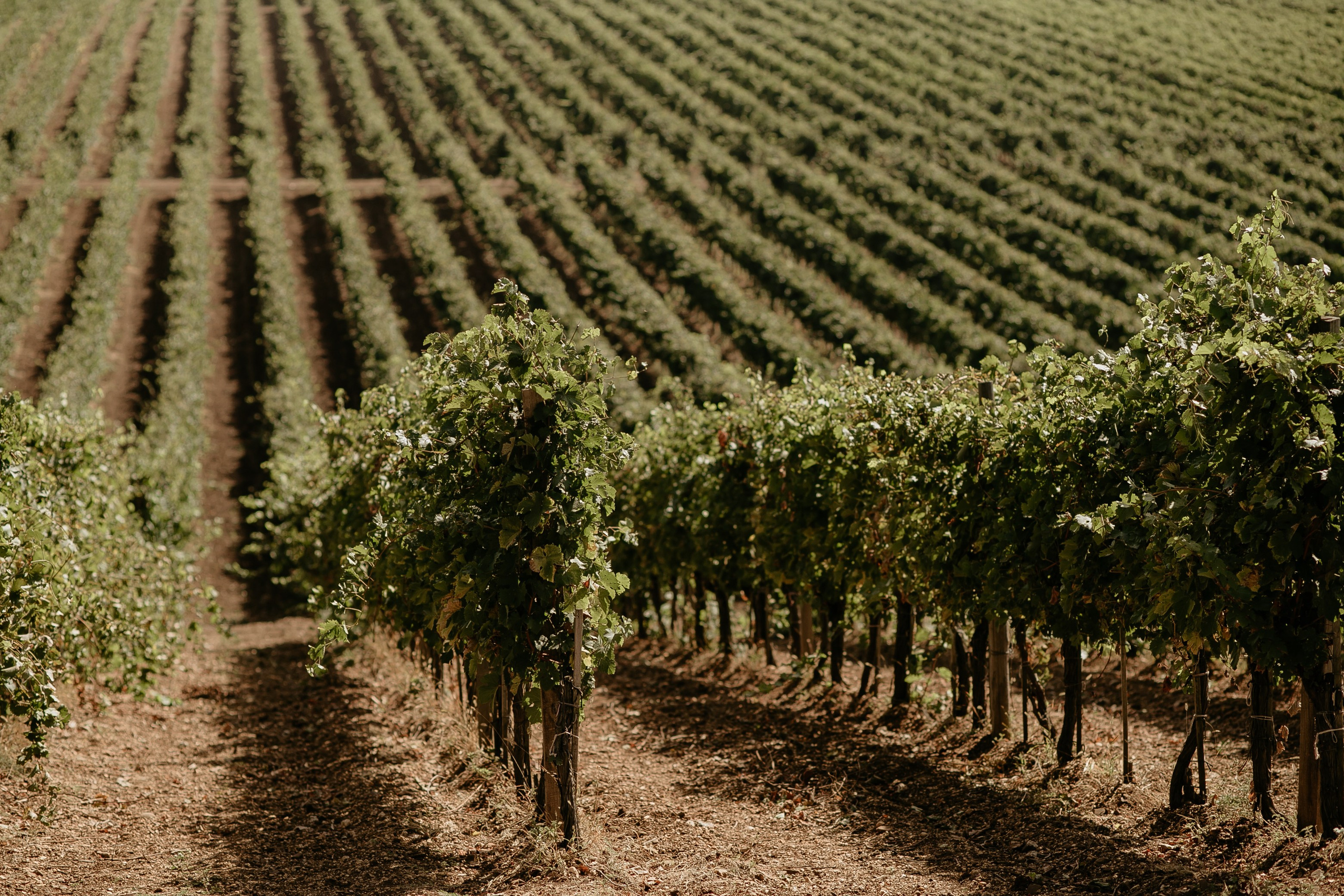 Wedding on winery. Свадебный фотограф в Севастополе и Крыму| Tanya Sher