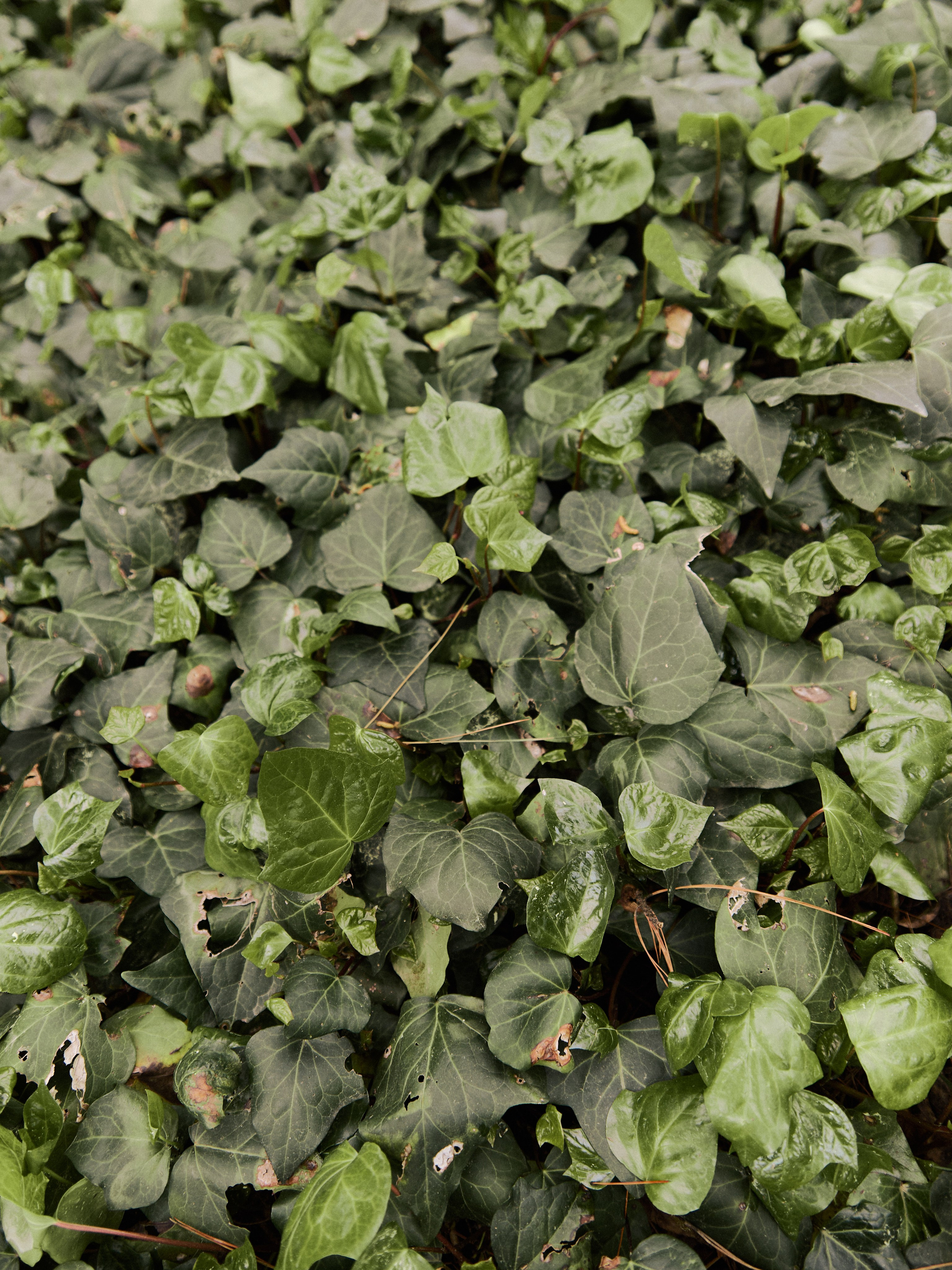 Природа. Jorgis Talè — photographer, kind person, teacher of arts and other mag