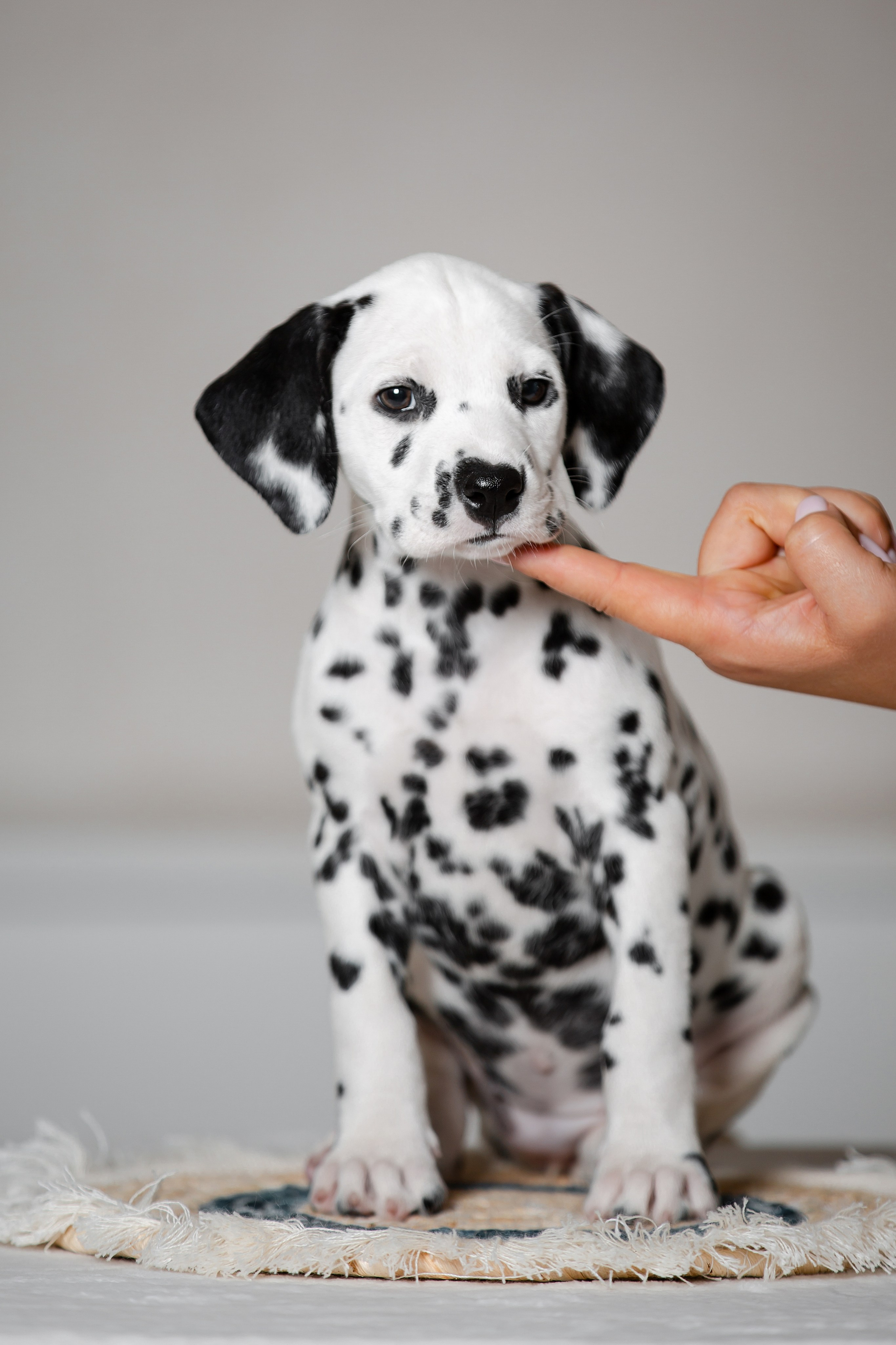 Щенки далматина в Краснодаре. Фотограф-анималист в Краснодаре Маша Мельникова