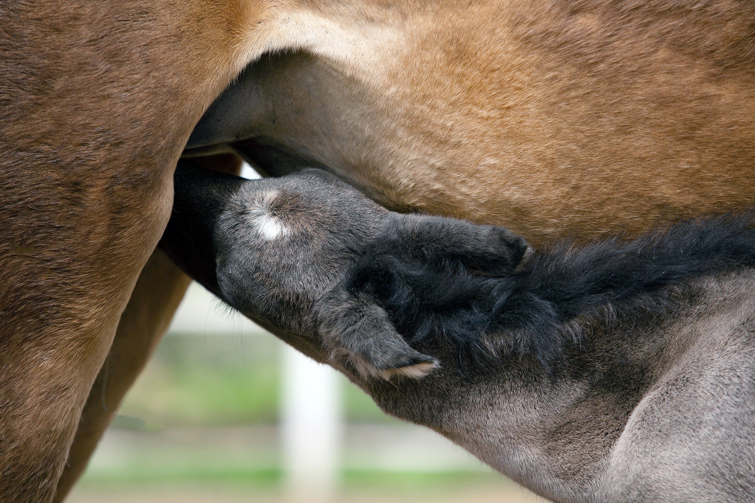 Лошади. Фотограф-анималист Юлия Удовенко