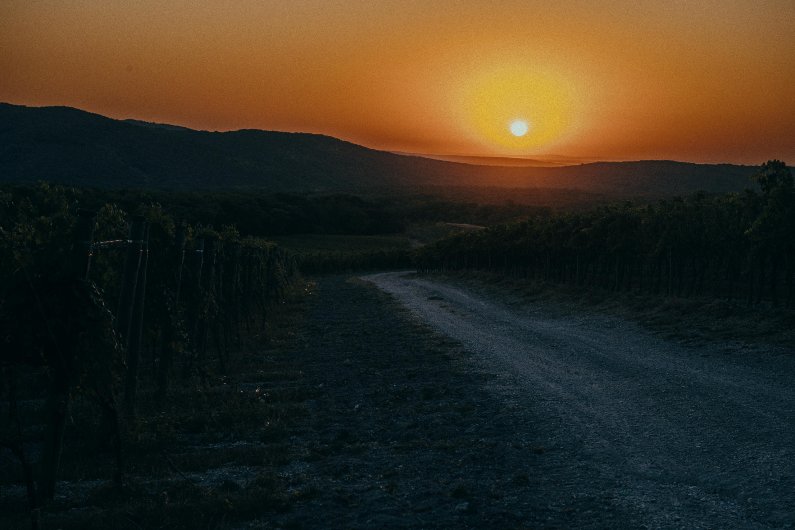 Винодельня Галицкий и Галицкий на пленку. Репортажный фотограф в Сочи — Михаил Мордасов