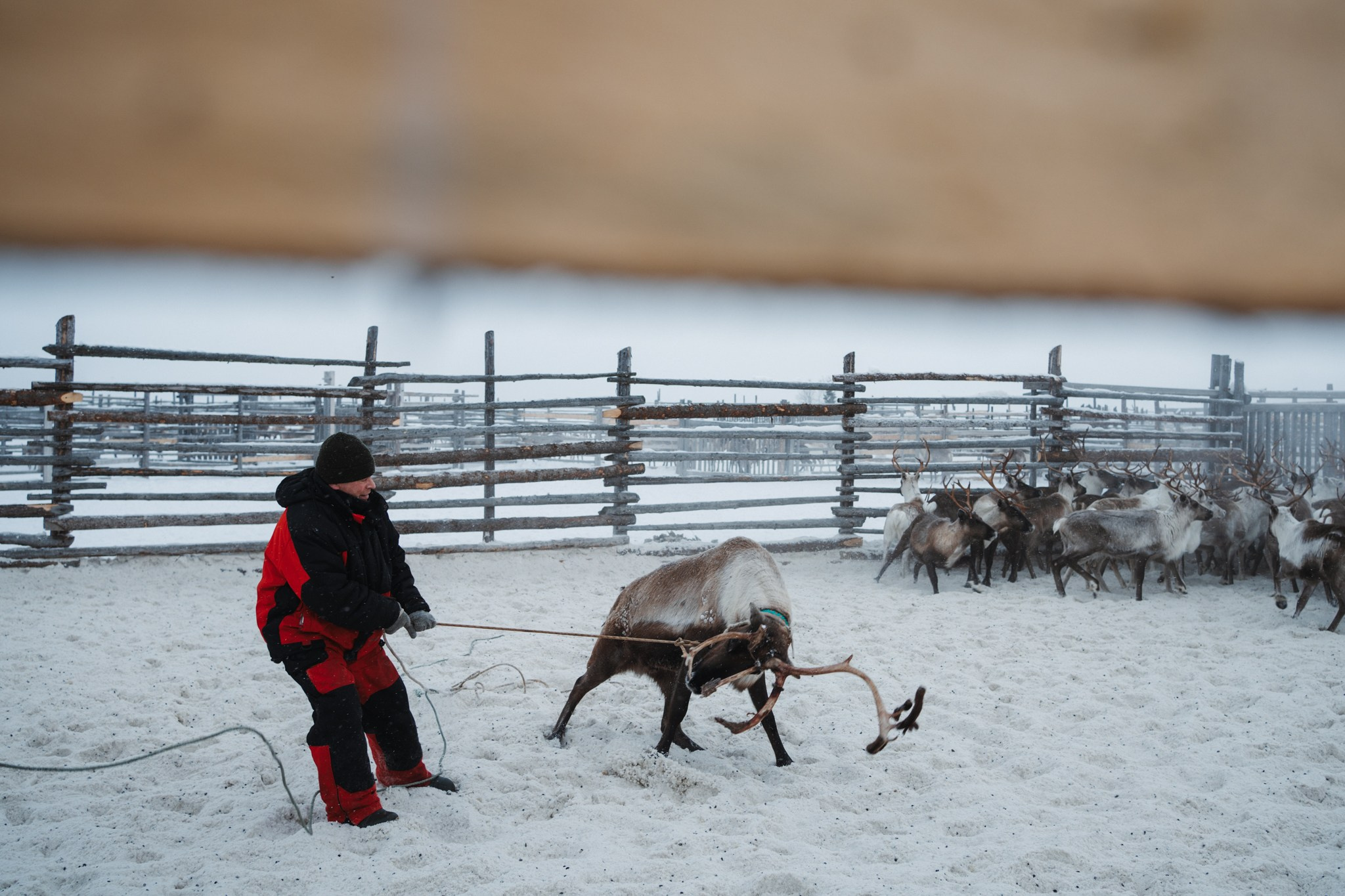 Кораль. На север к оленям. Репортажный фотограф в Сочи — Михаил Мордасов