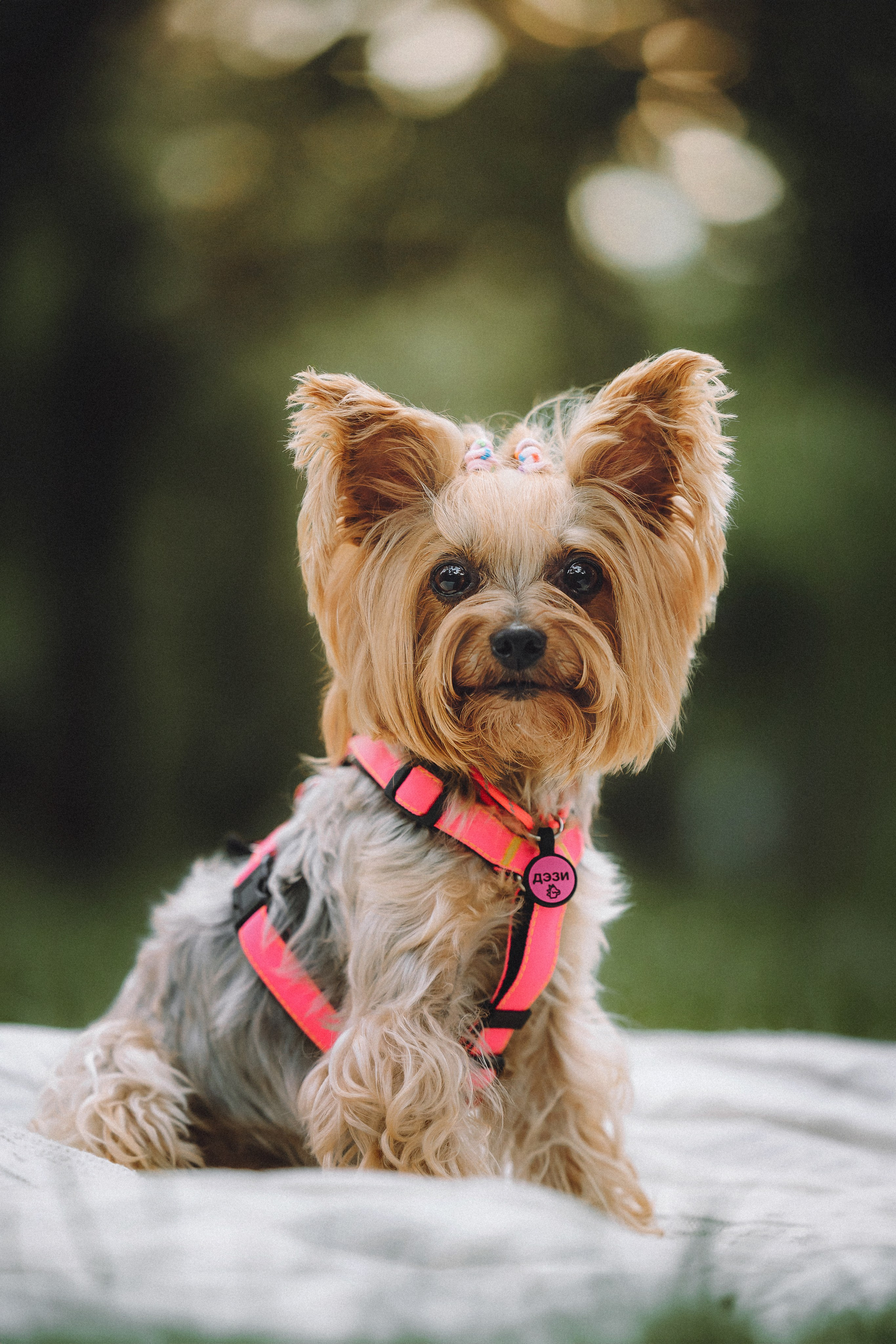 Даша и Дэзи