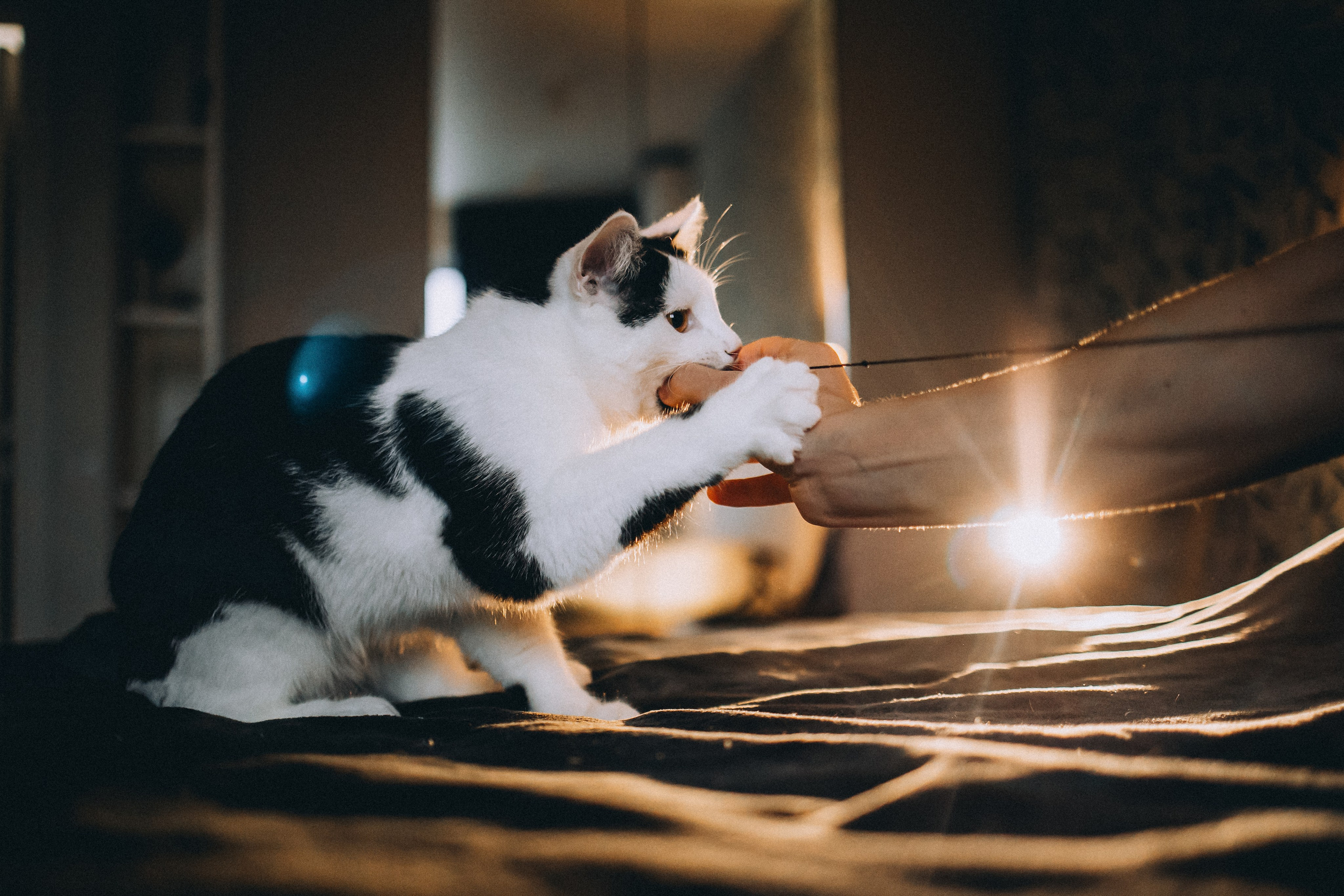 Рыся, Кепа и их семья