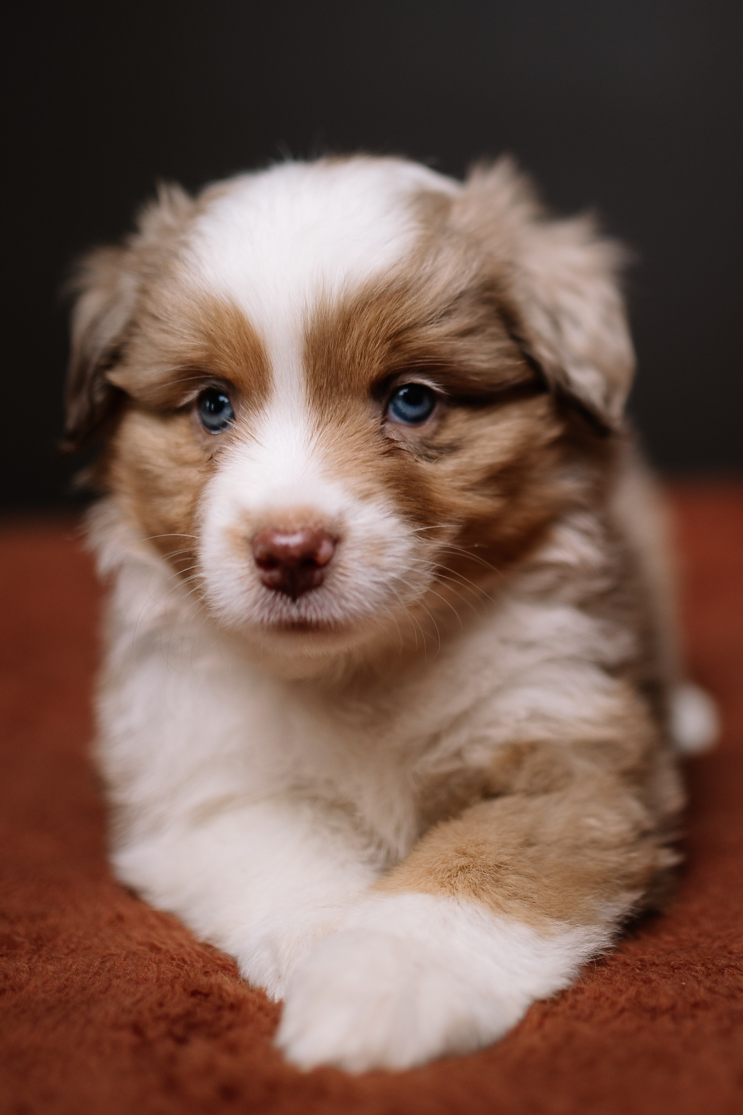 Щенки Миниатюрной американской овчарки. В студии. Фотограф Александра Кузнецова