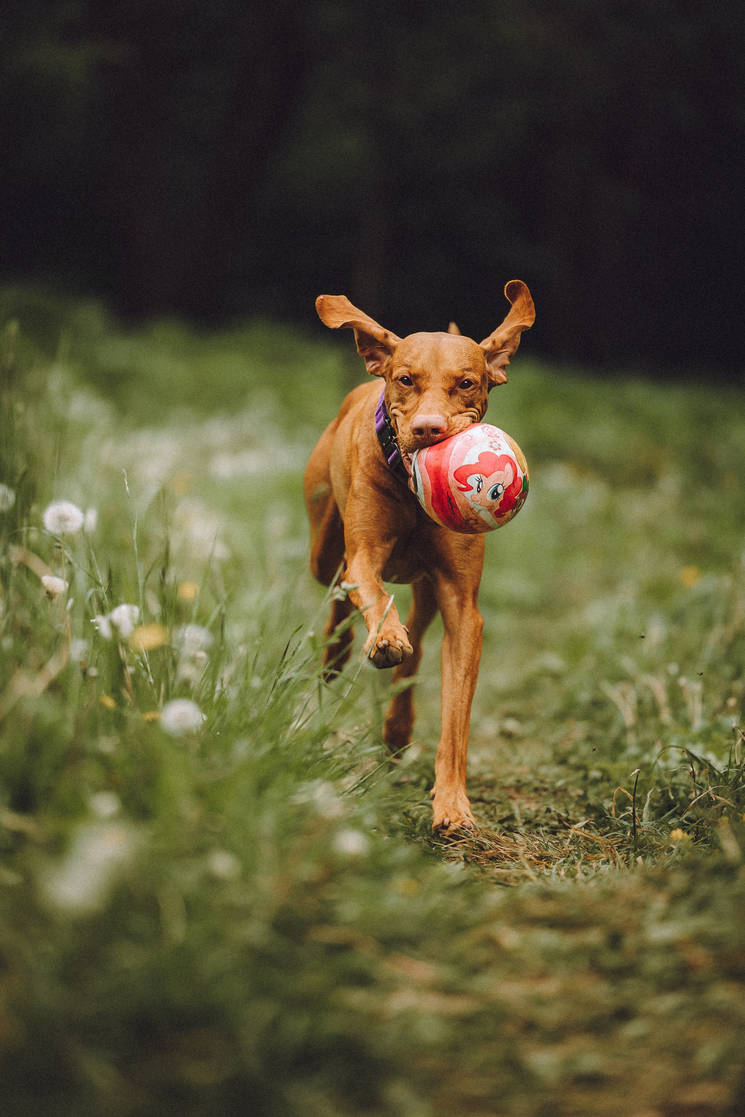 Груша, Данни, Фунтик и их семья